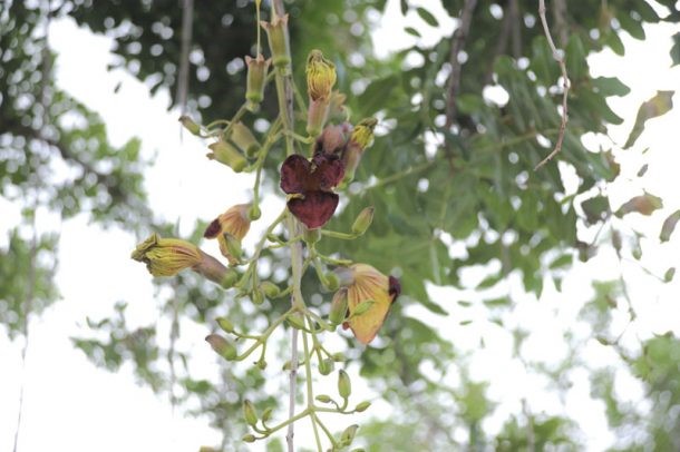 Caribbean-flower-hanging-from-a-tree