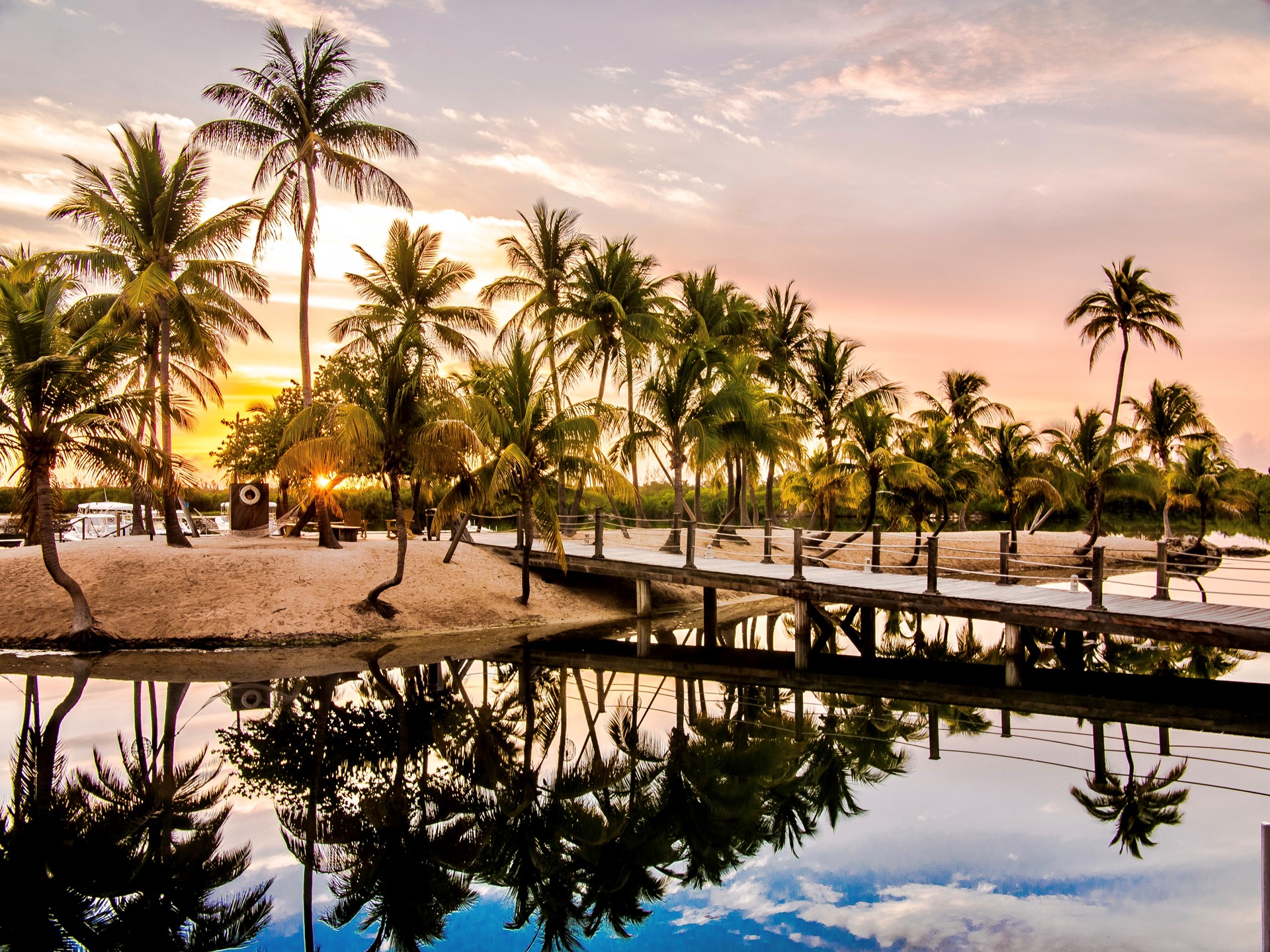 Focus on Flora: Coconut palm