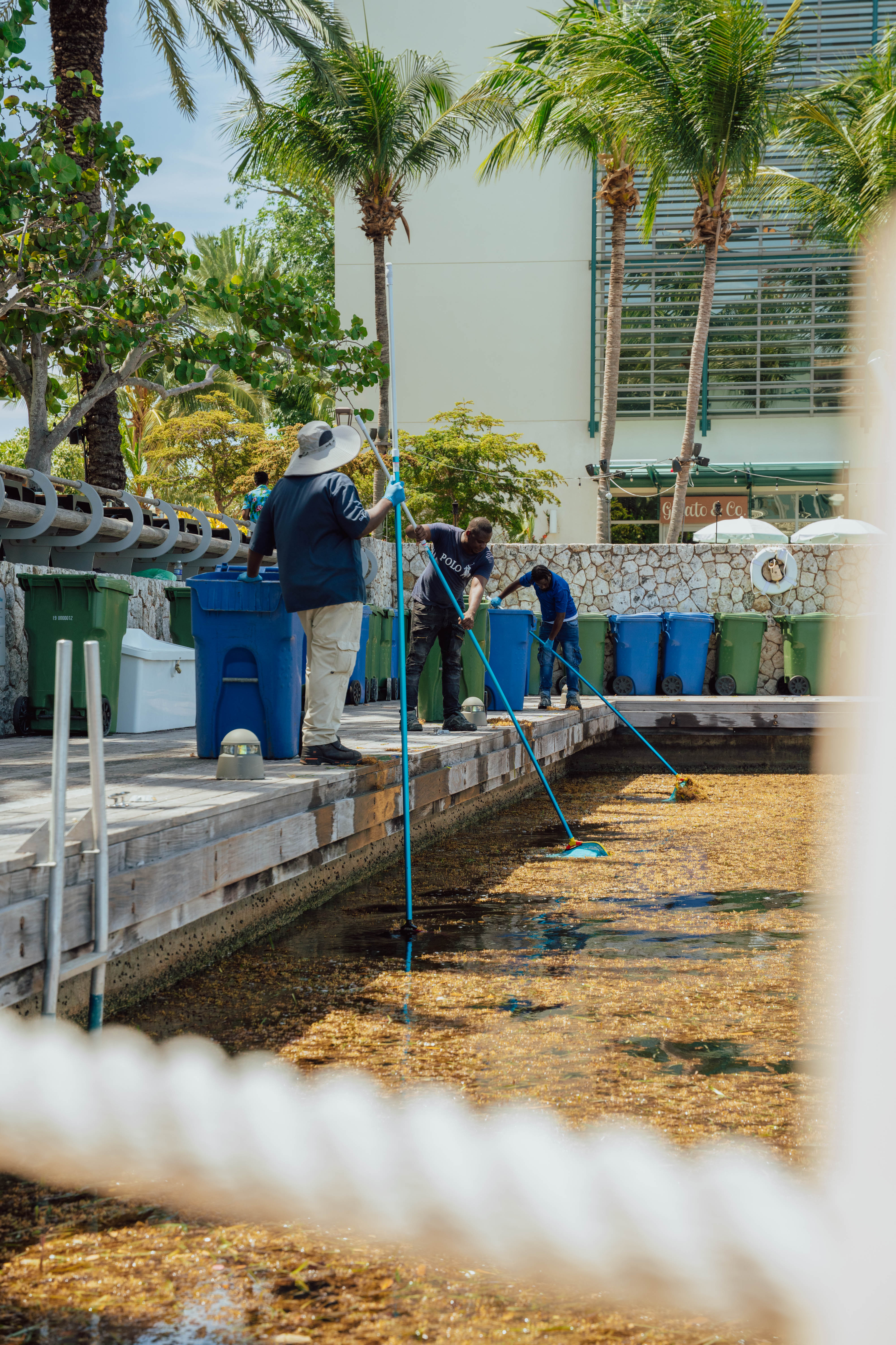 Seaweed to soil: Camana Bay’s green plan