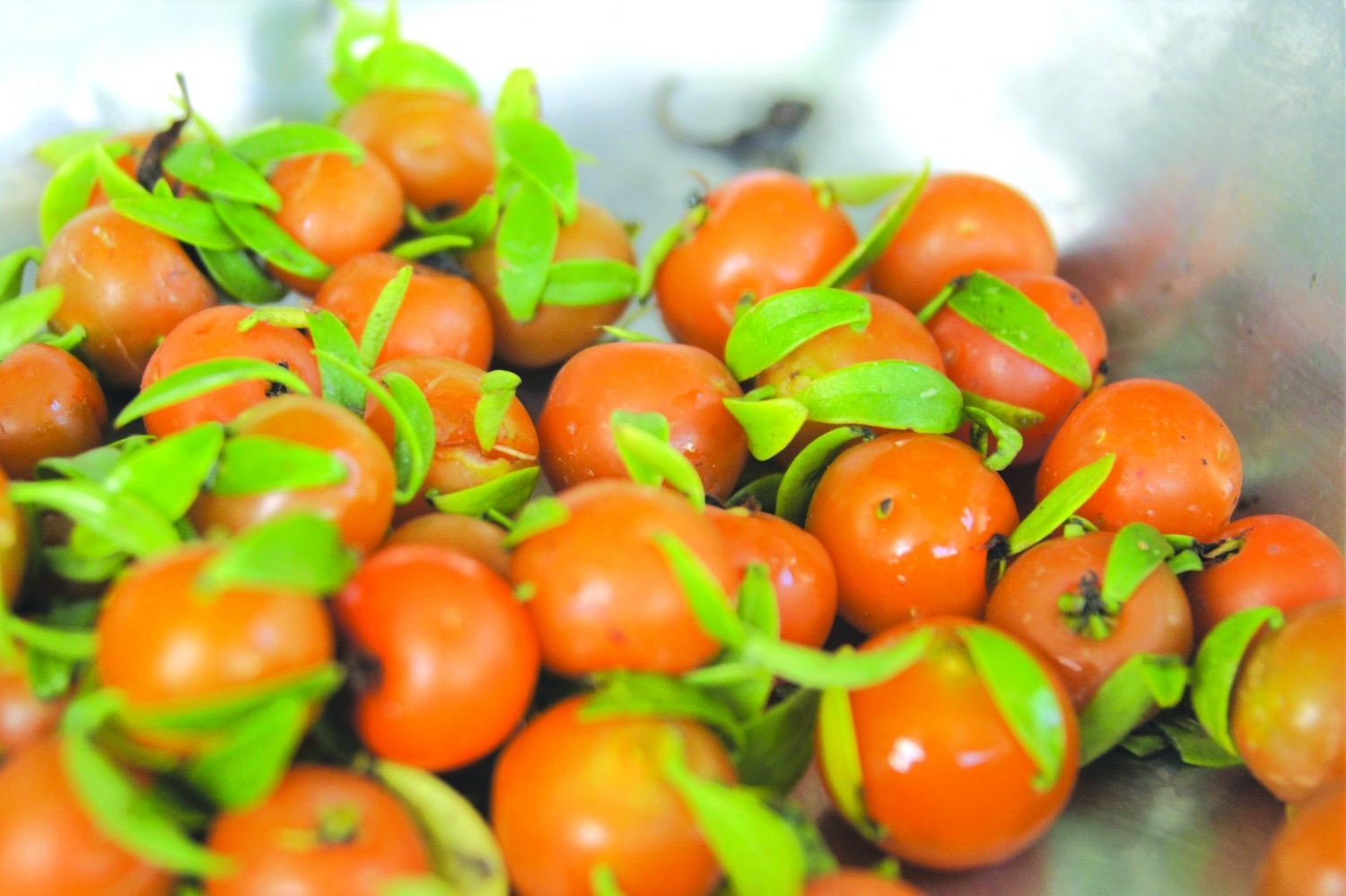 Wha' dat? Barbados gooseberry