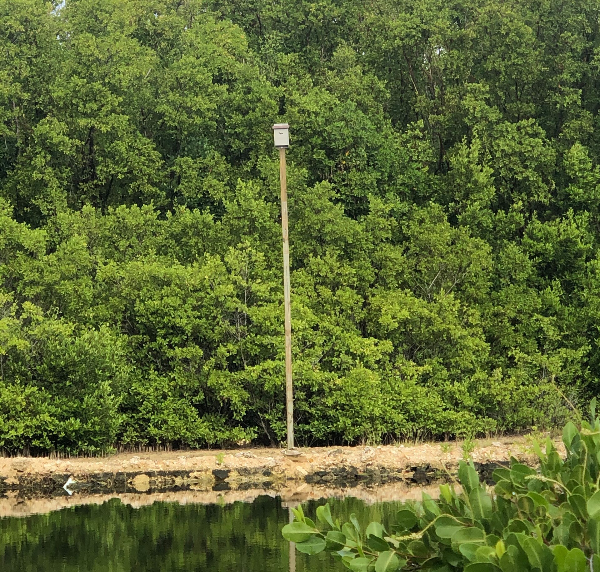 Bat house in the distance