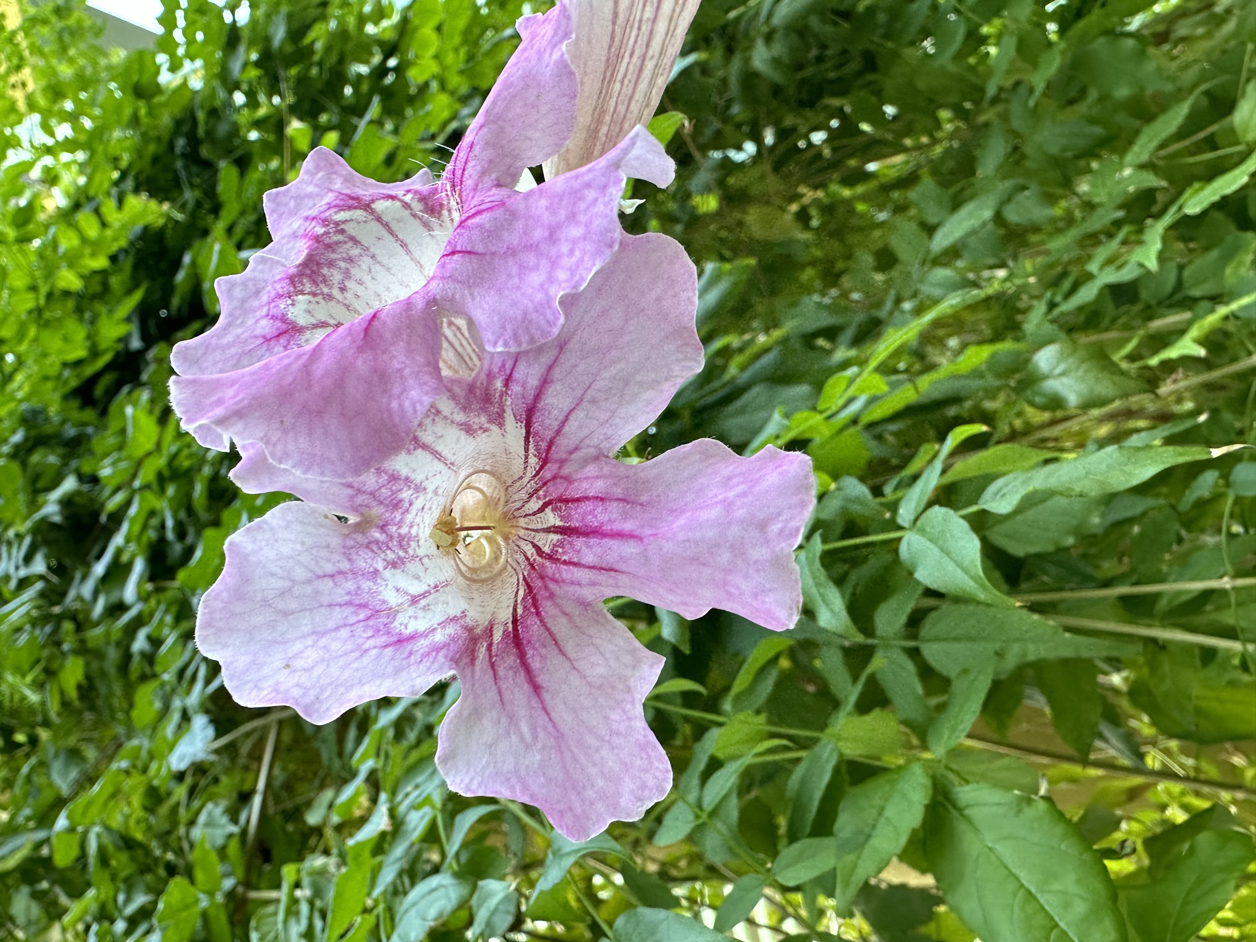 Purple flower