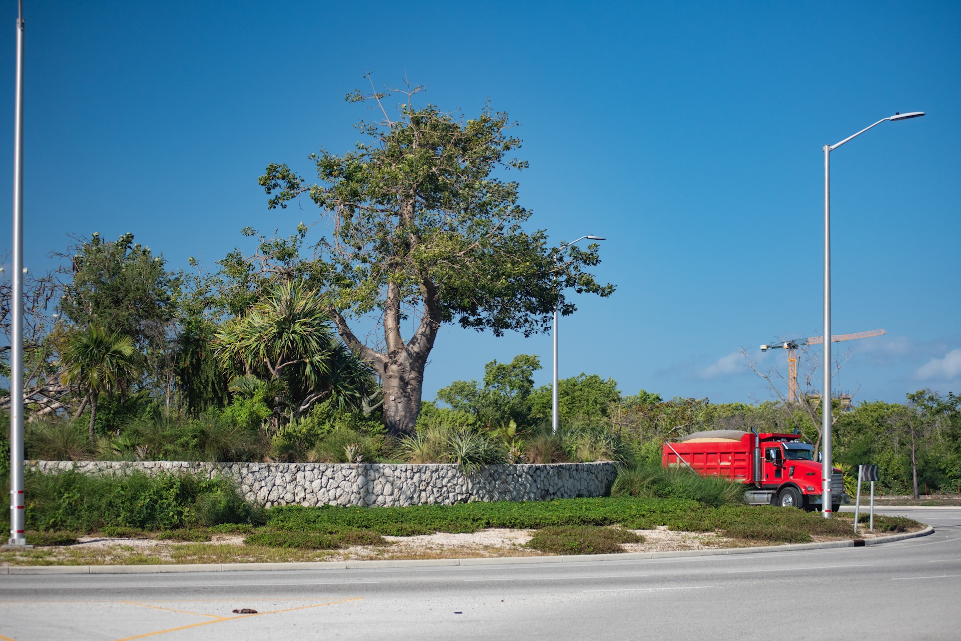 Focus on flora in the Cayman Islands: The mighty Baobab