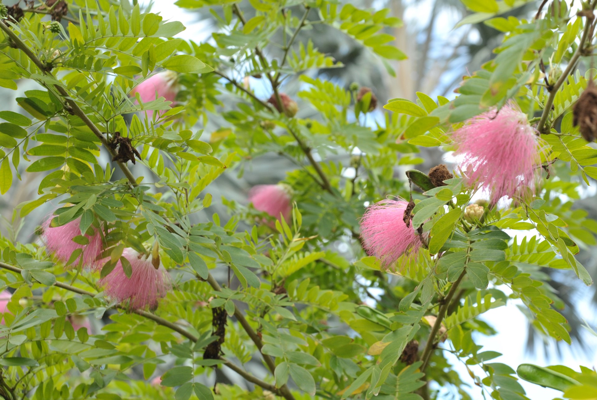 Focus on flora: Pink powderpuff tree