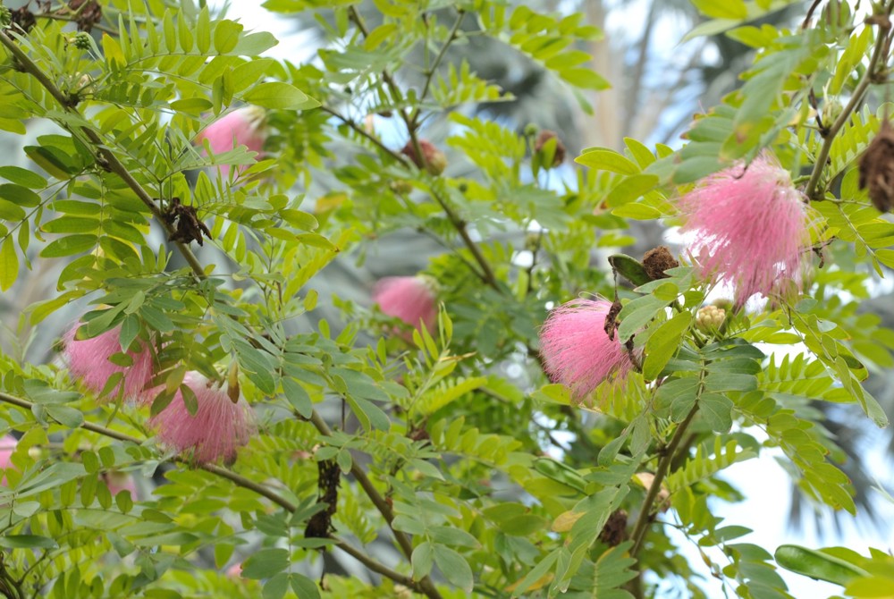Focus on flora Pink powderpuff tree Camana Bay