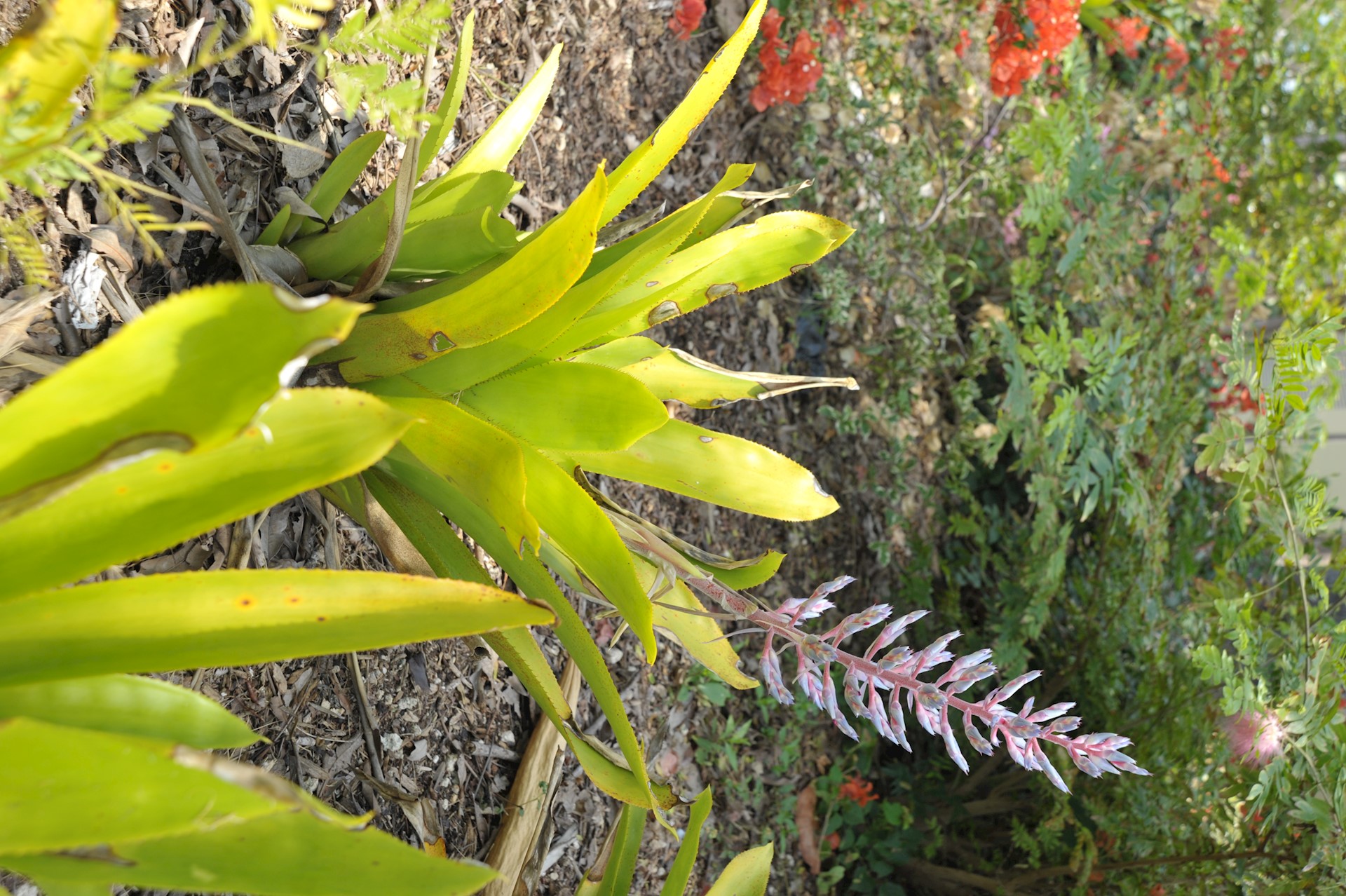 Focus on flora in the Cayman Islands: Bromeliad