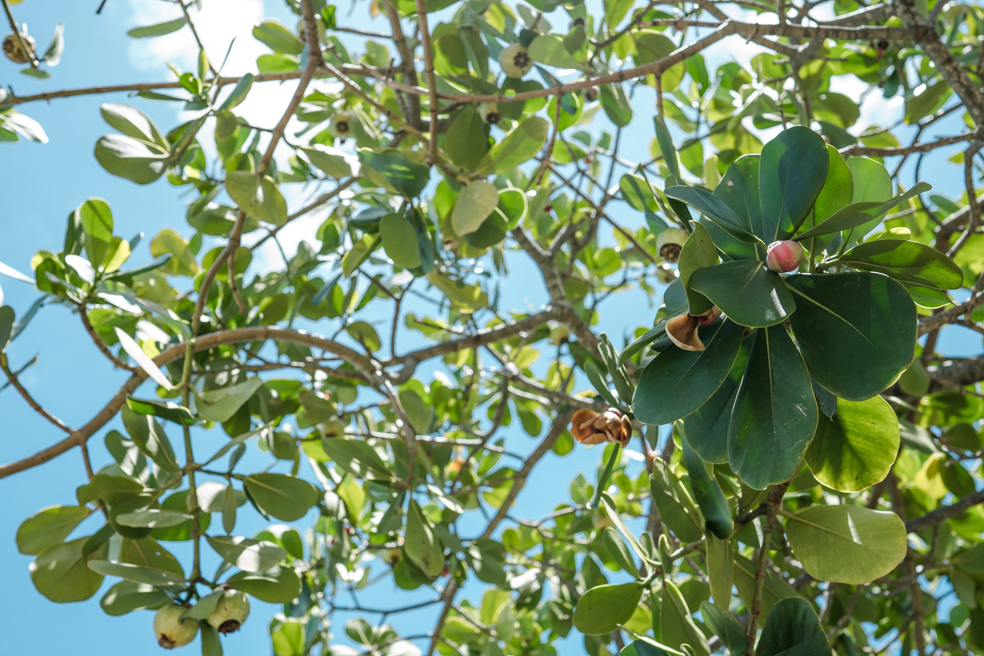 Focus on Flora: Autograph tree