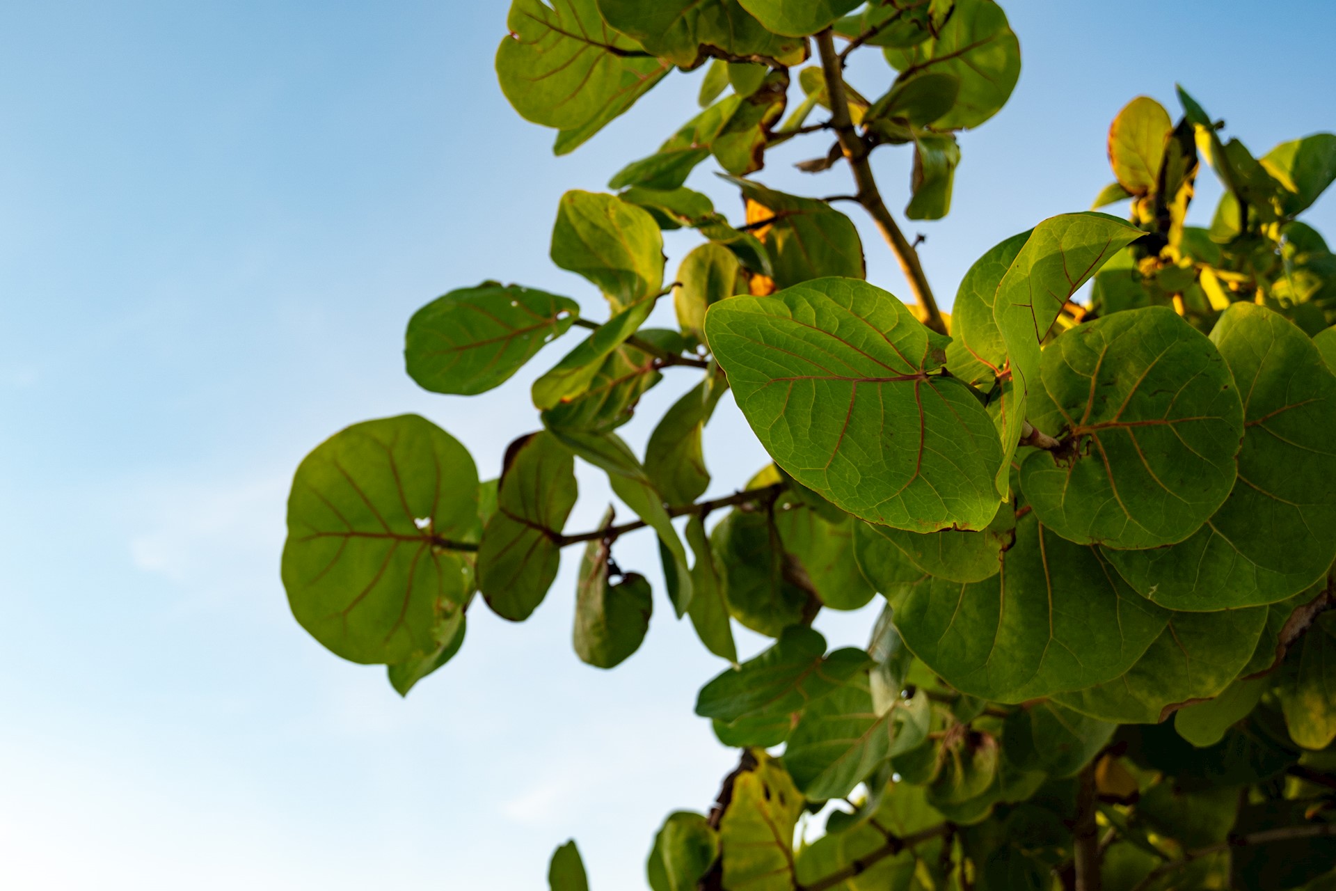 sea grape tree
