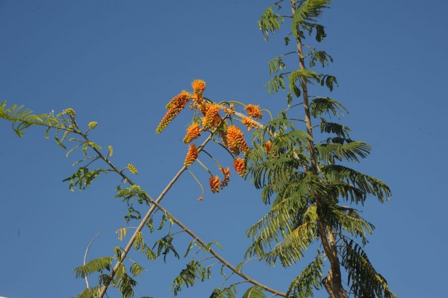 Focus on flora: Colville’s Glory on Grand Cayman