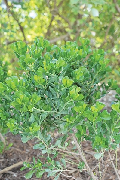 Focus on flora: Saltbush in the Cayman Islands