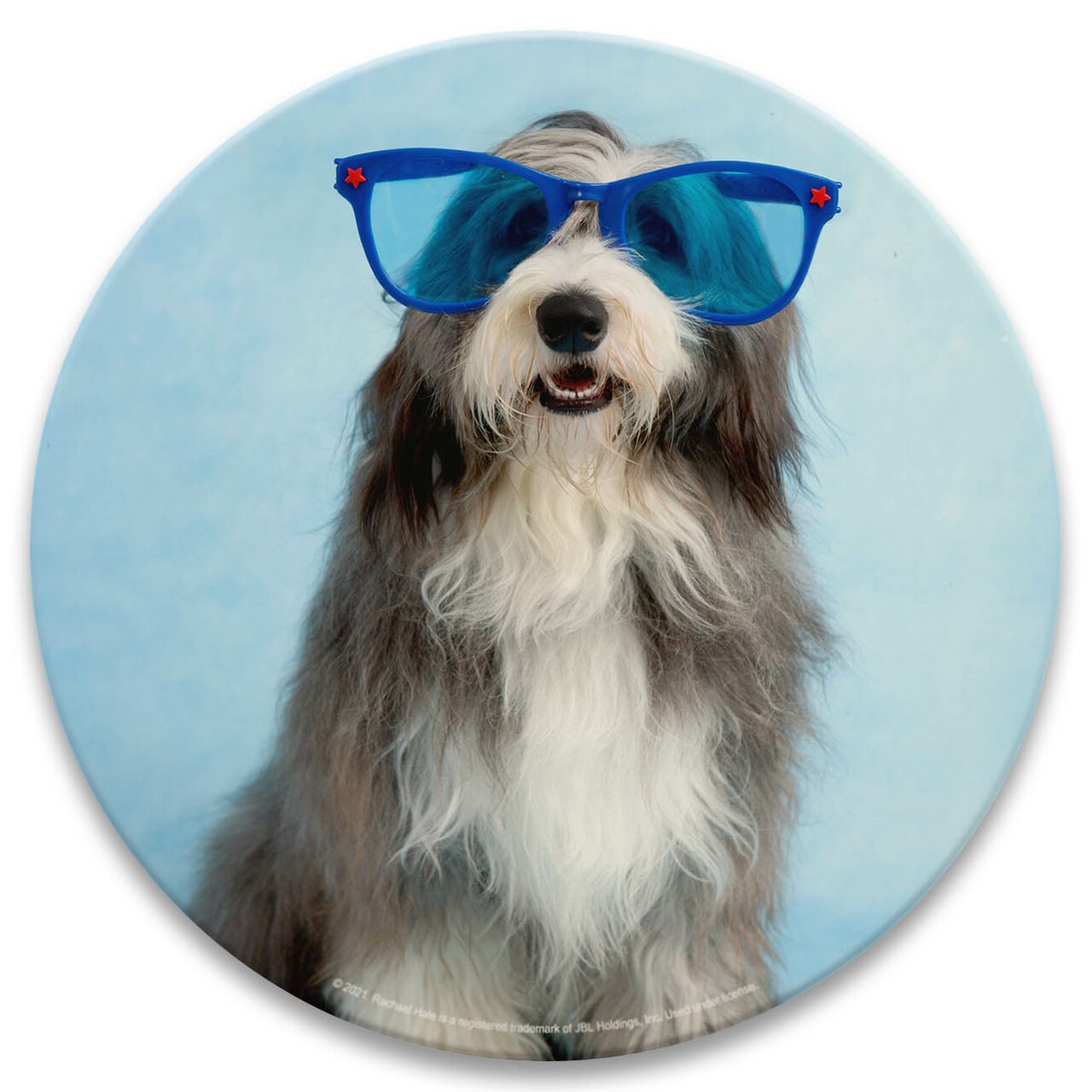 dog picture on coaster
