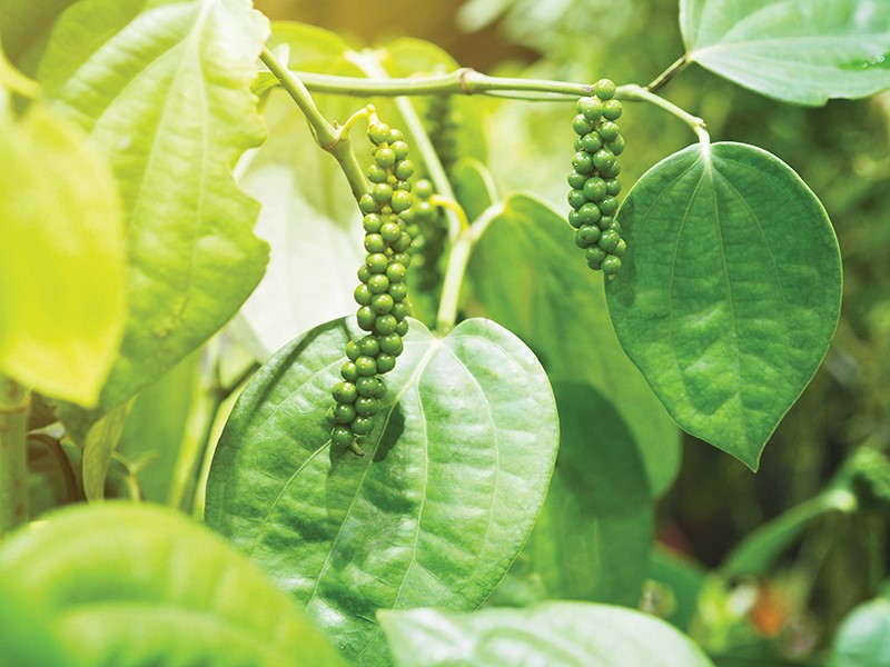 Focus on flora: Peppercorn plant