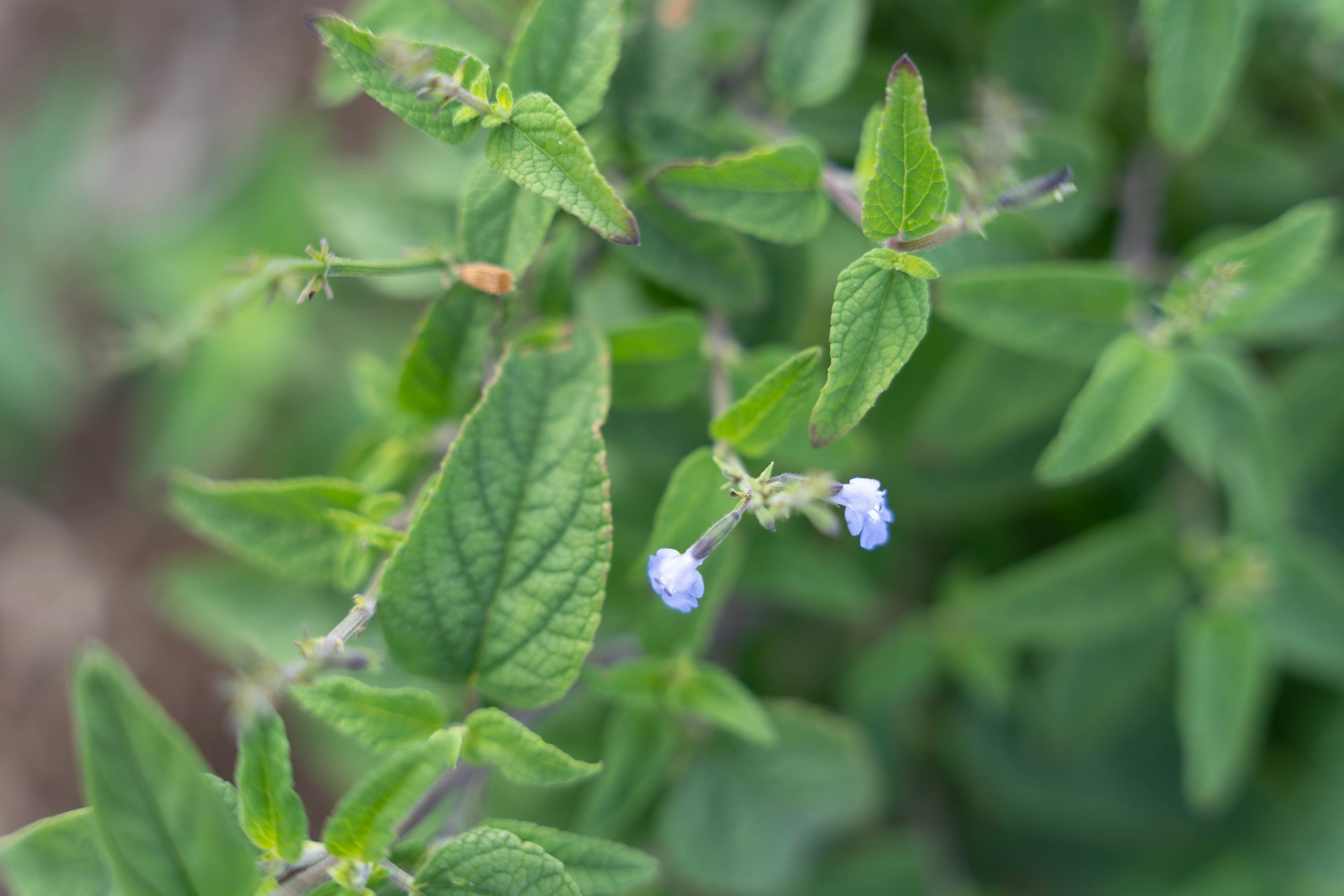 Sustainability in Camana Bay's landscape