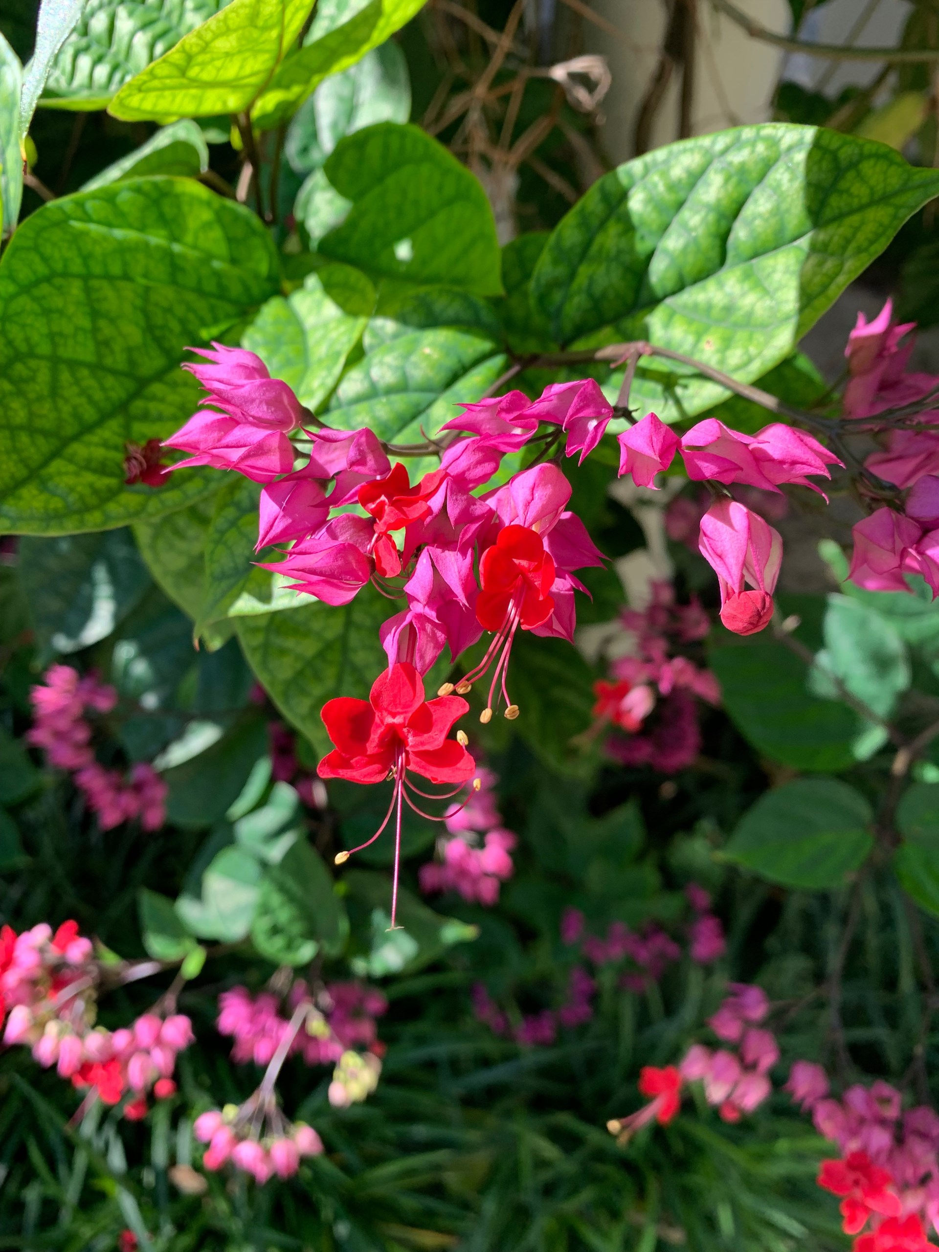 Pink flower