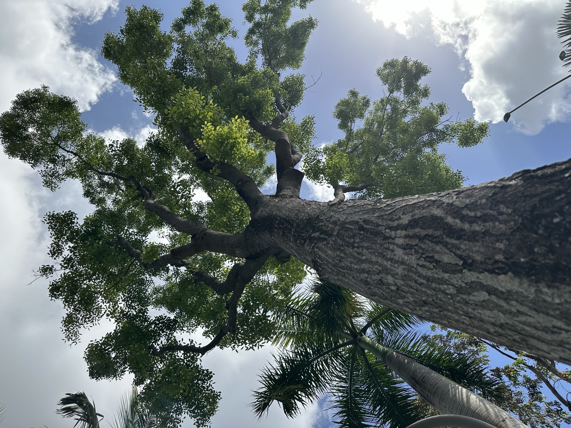 Focus on Flora: West Indian mahogany is a gem hiding in plain sight