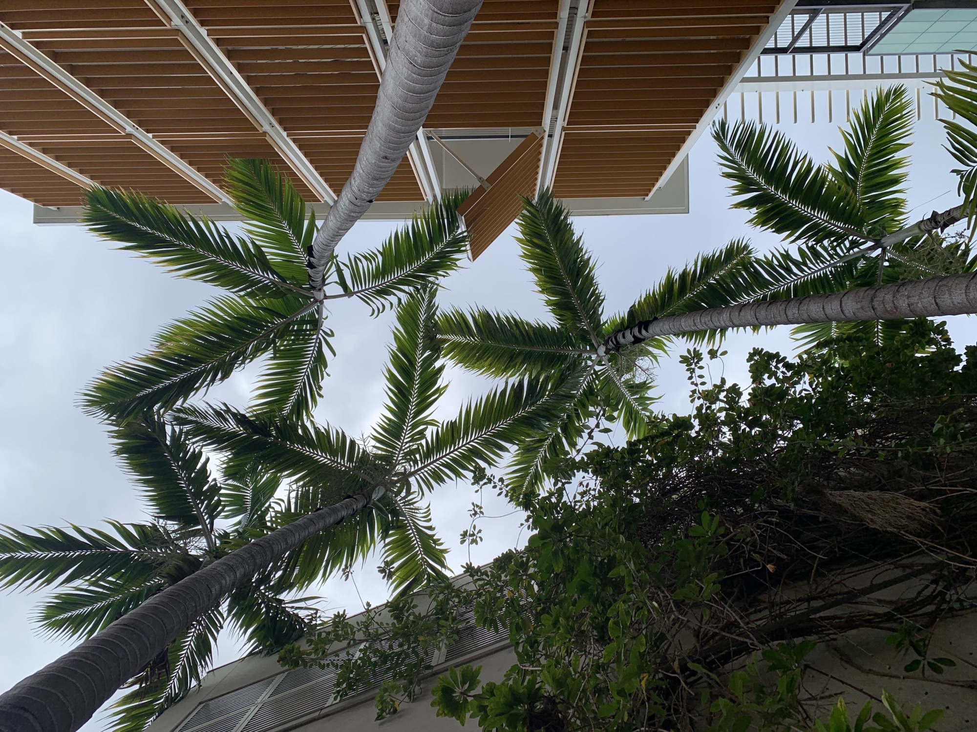Underneath tall palm tree