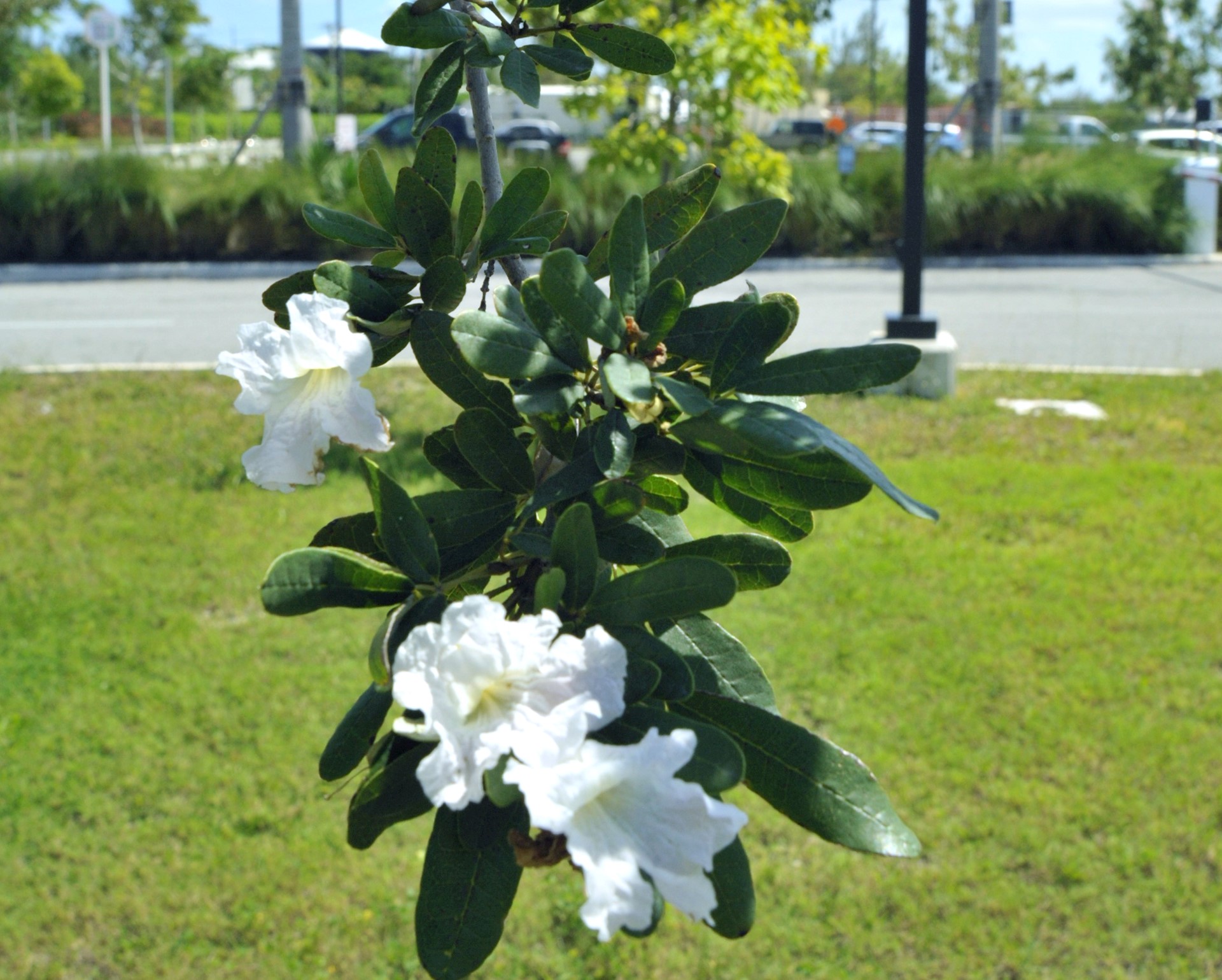 Focus on flora: Five finger flora