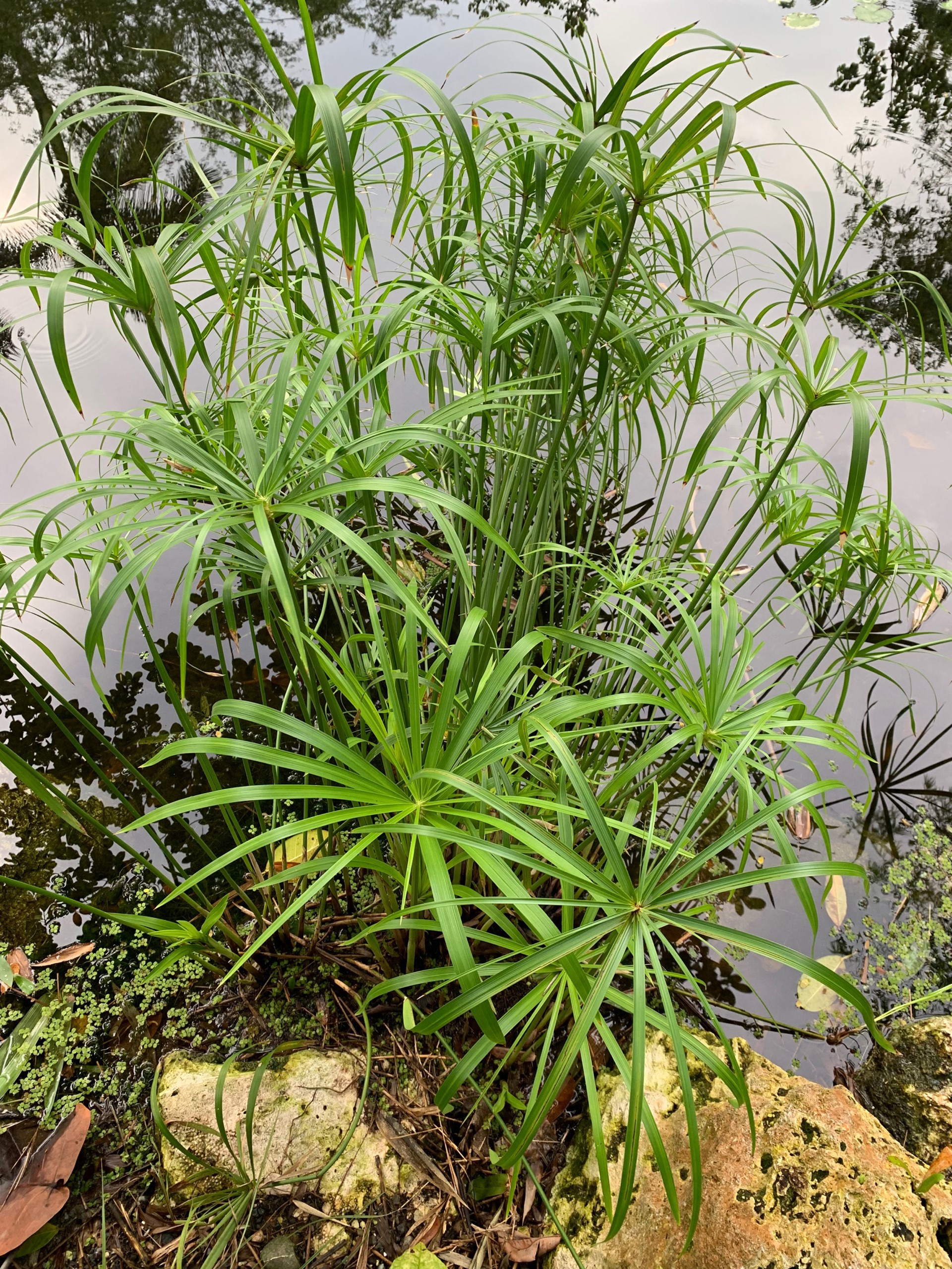 Focus on flora: Paper reed/papyrus