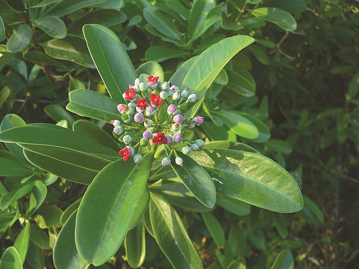 Focus on flora: Pepper cinnamon