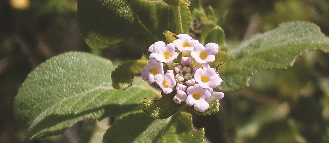 Focus on flora: Round leaf sage