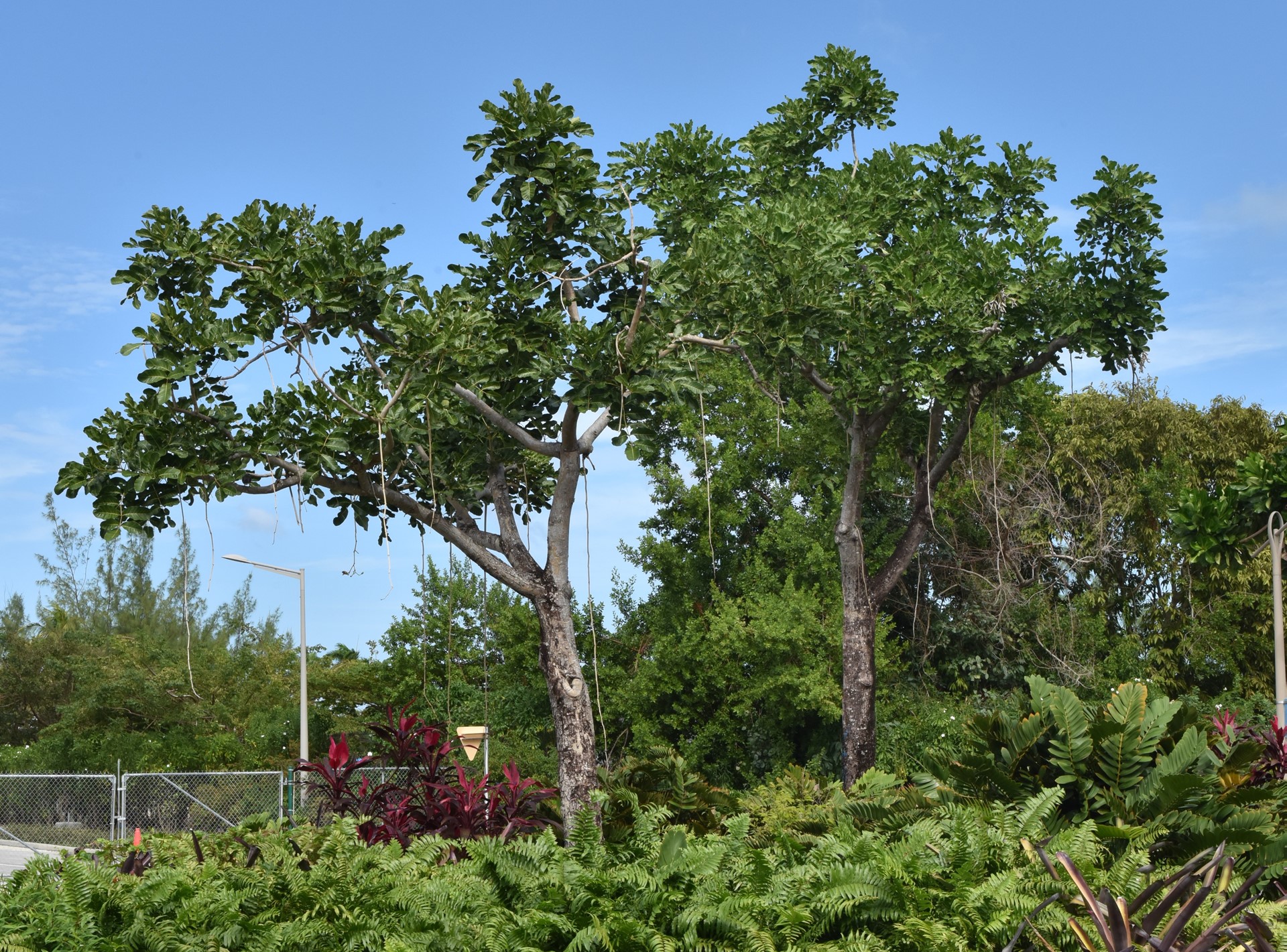 Surviving Tropical Storm Grace: Camana Bay's sausage trees