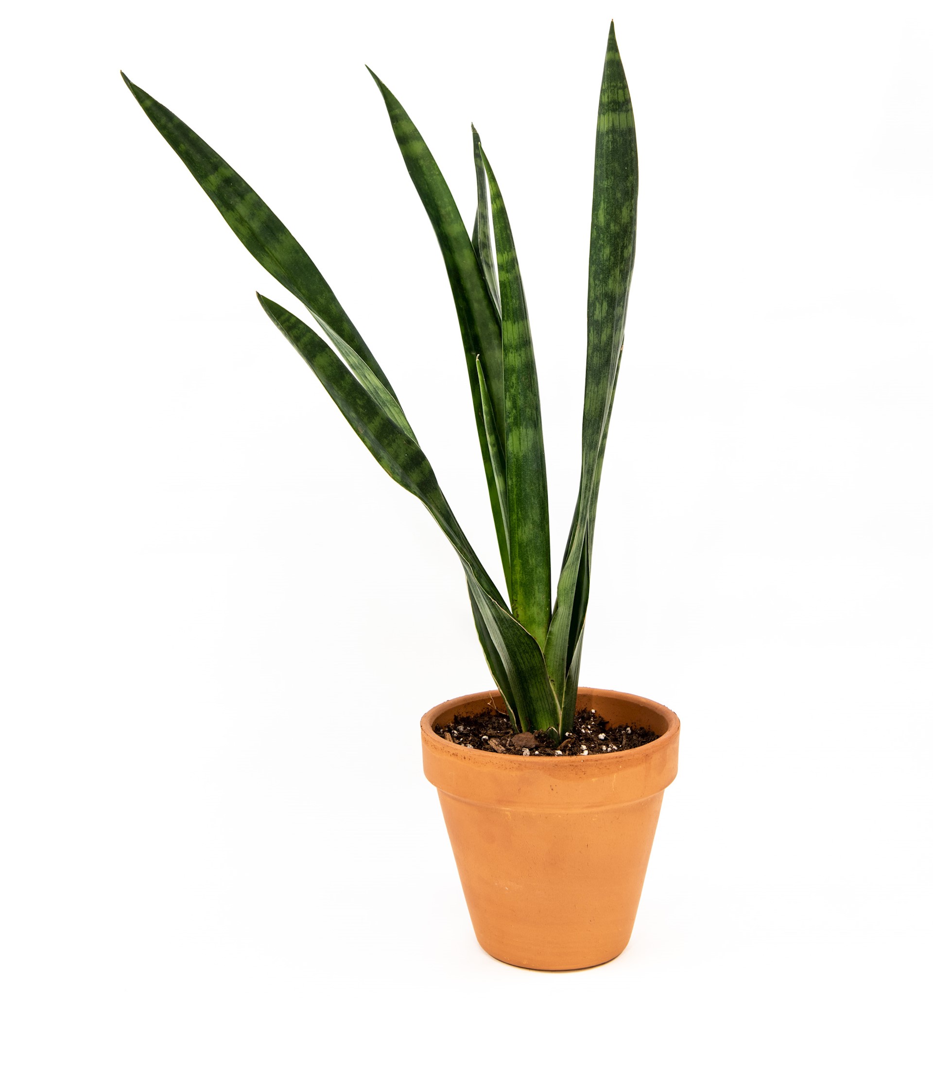 Snake plant