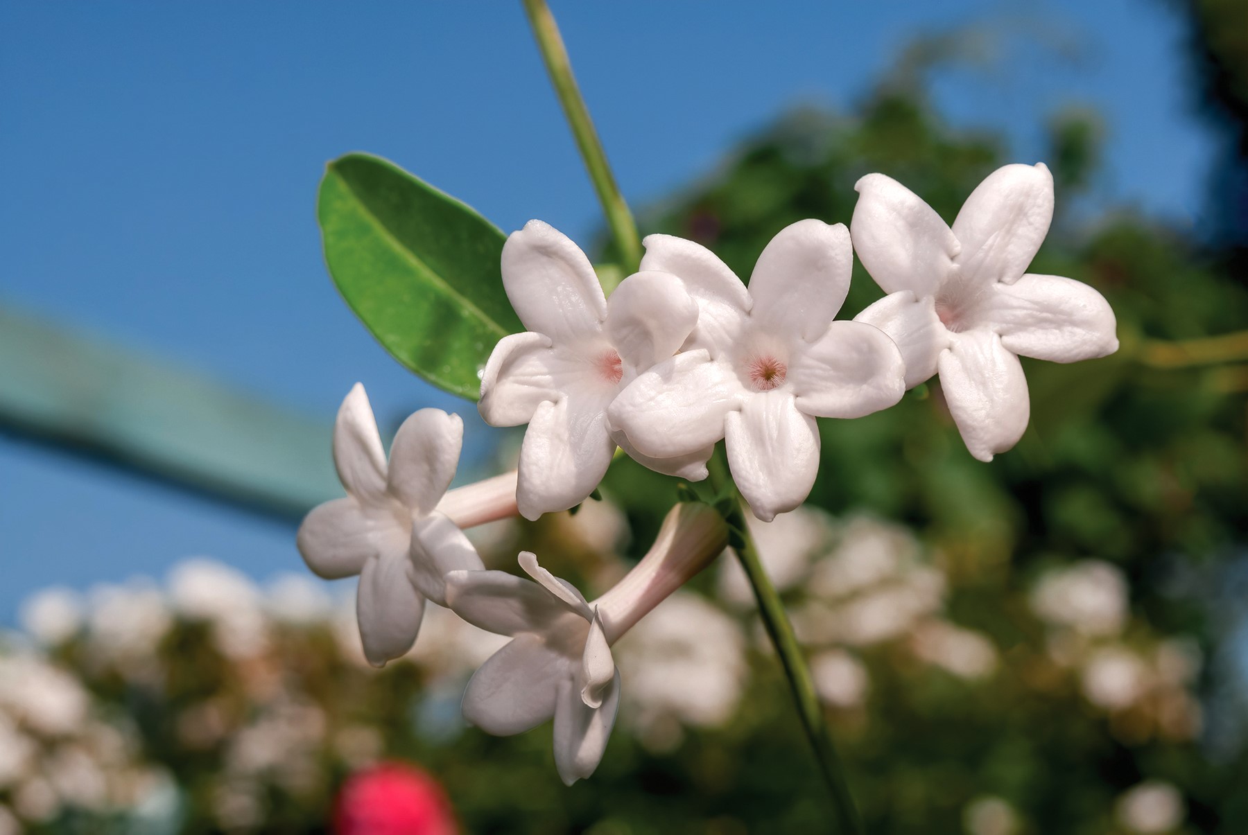 Focus on flora: Madagascar Jasmine