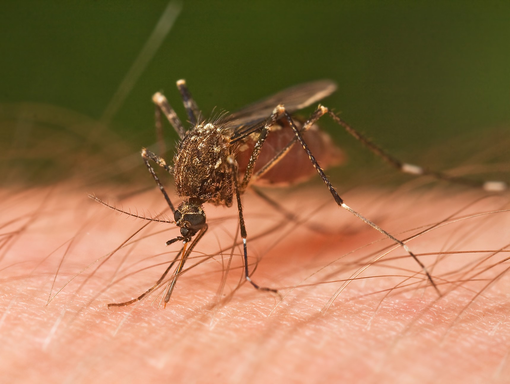 Comprehensive pest and mosquito control services continue at Camana Bay as Grand Cayman remains Zika-free