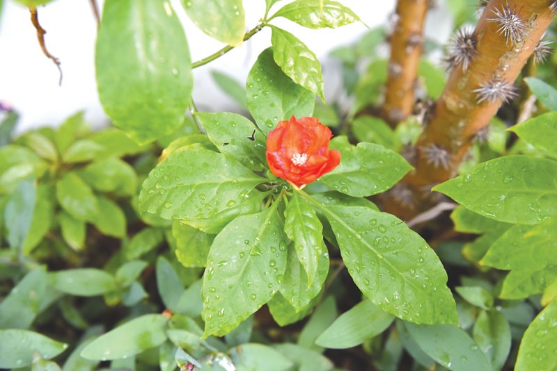 Focus on flora: Rose cactus
