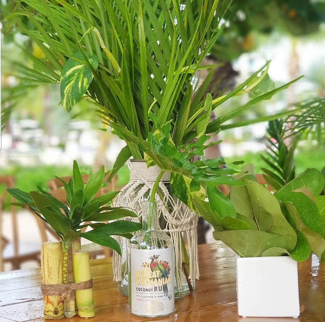 Growing my green thumb House plants 101 Camana Bay