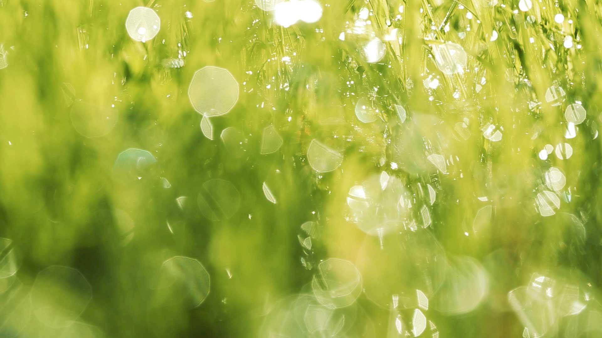 OLEA