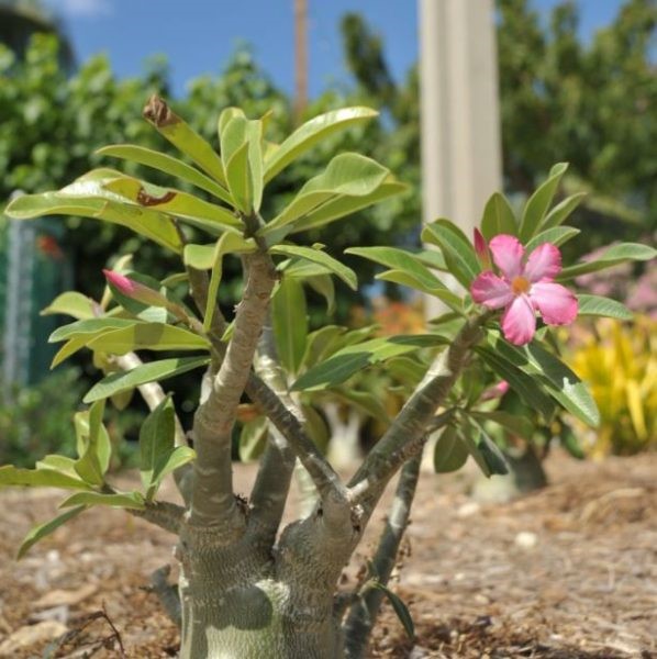 Focus on Flora Desert Rose in Cayman Islands Camana Bay