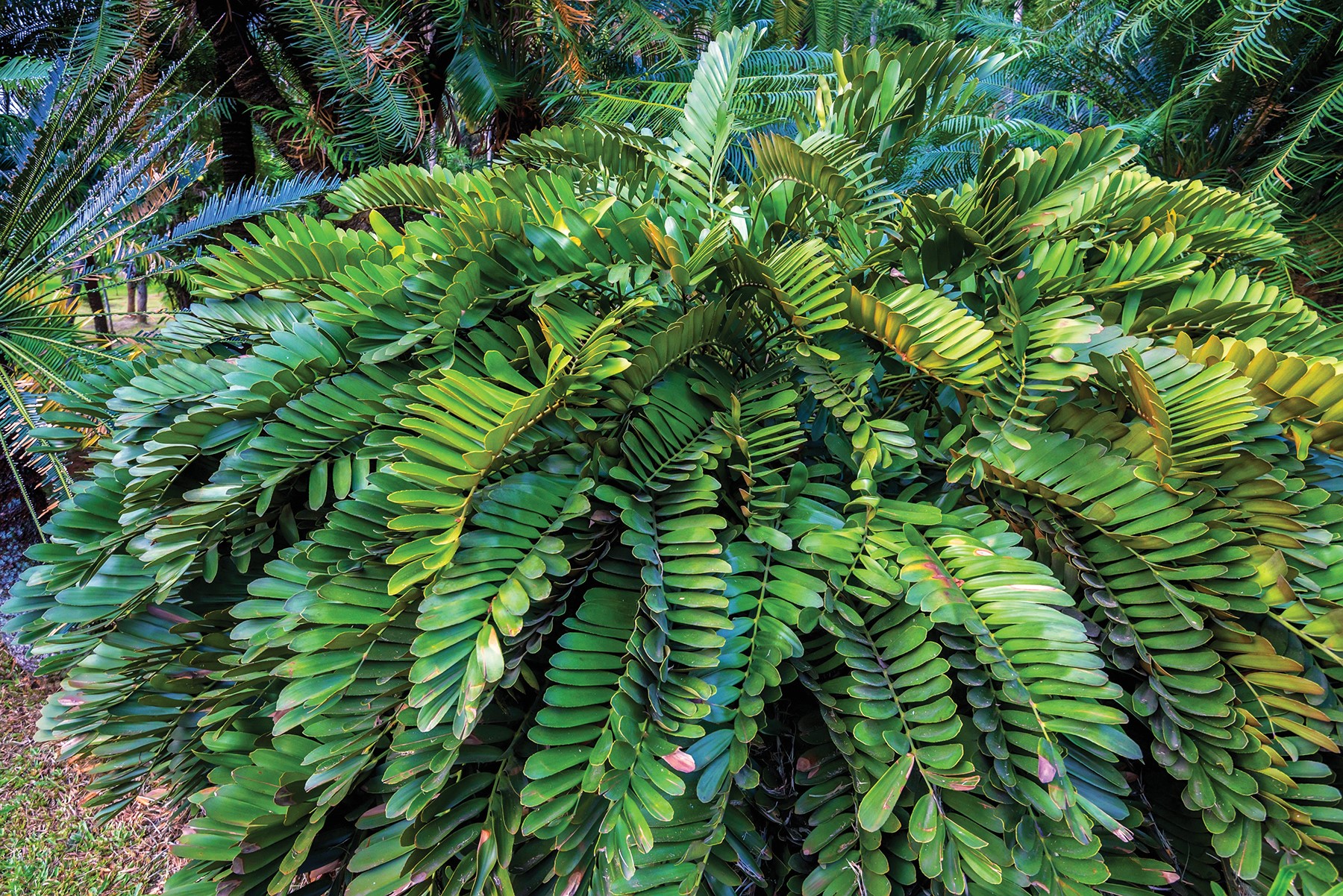 Focus on flora: Cardboard palm