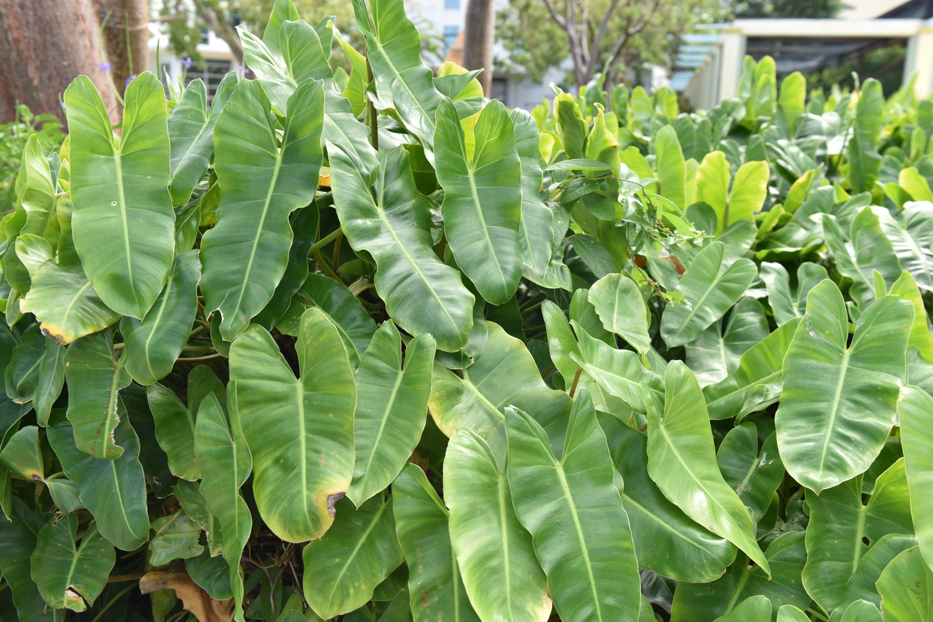 Focus on Flora: Burle Marx philodendron