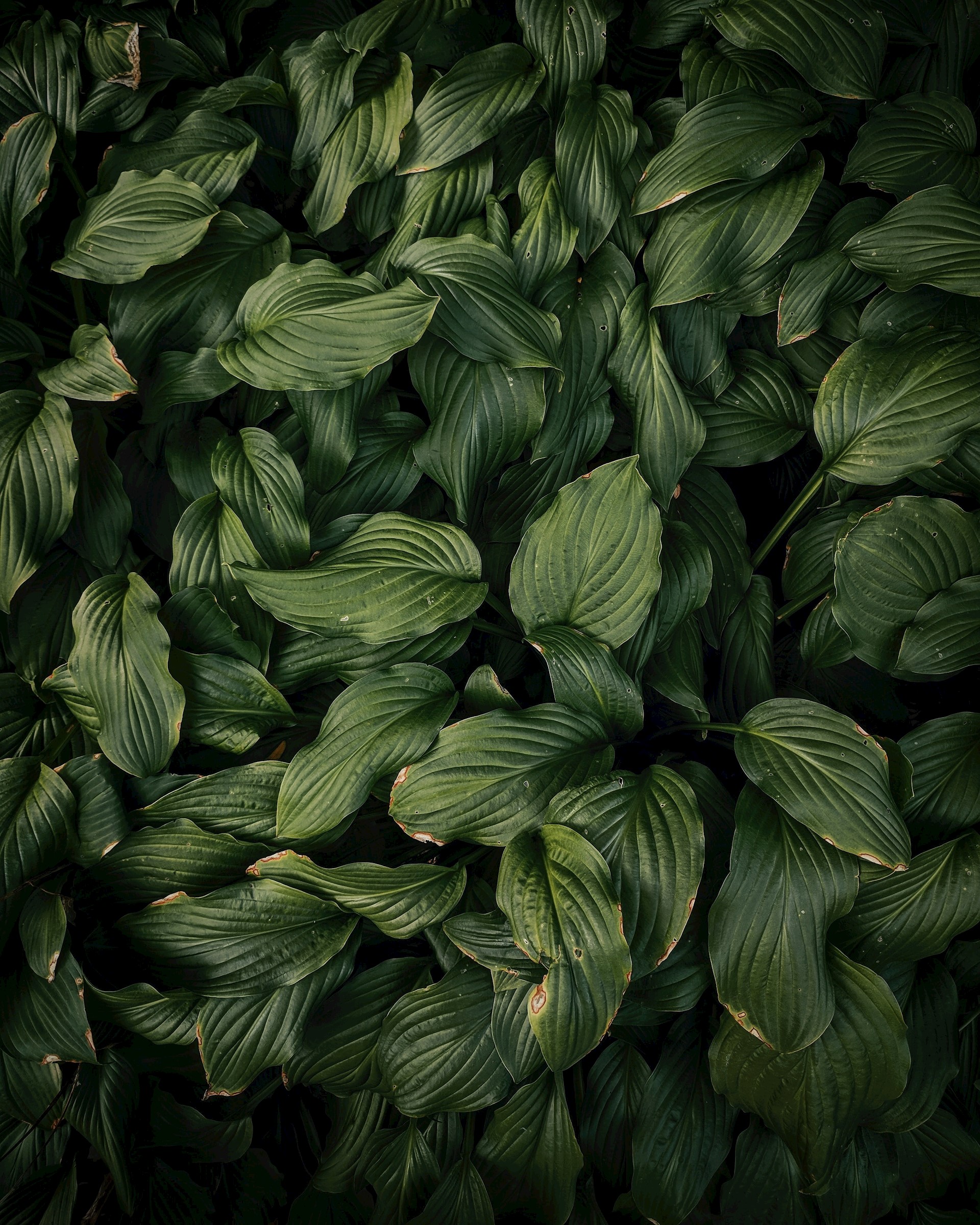 Growing my green thumb: House plants 101