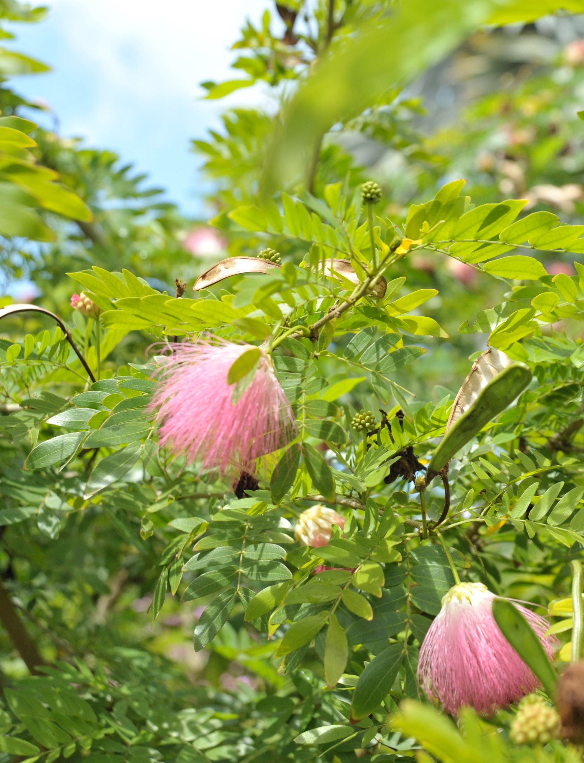 pink powderpuff tree