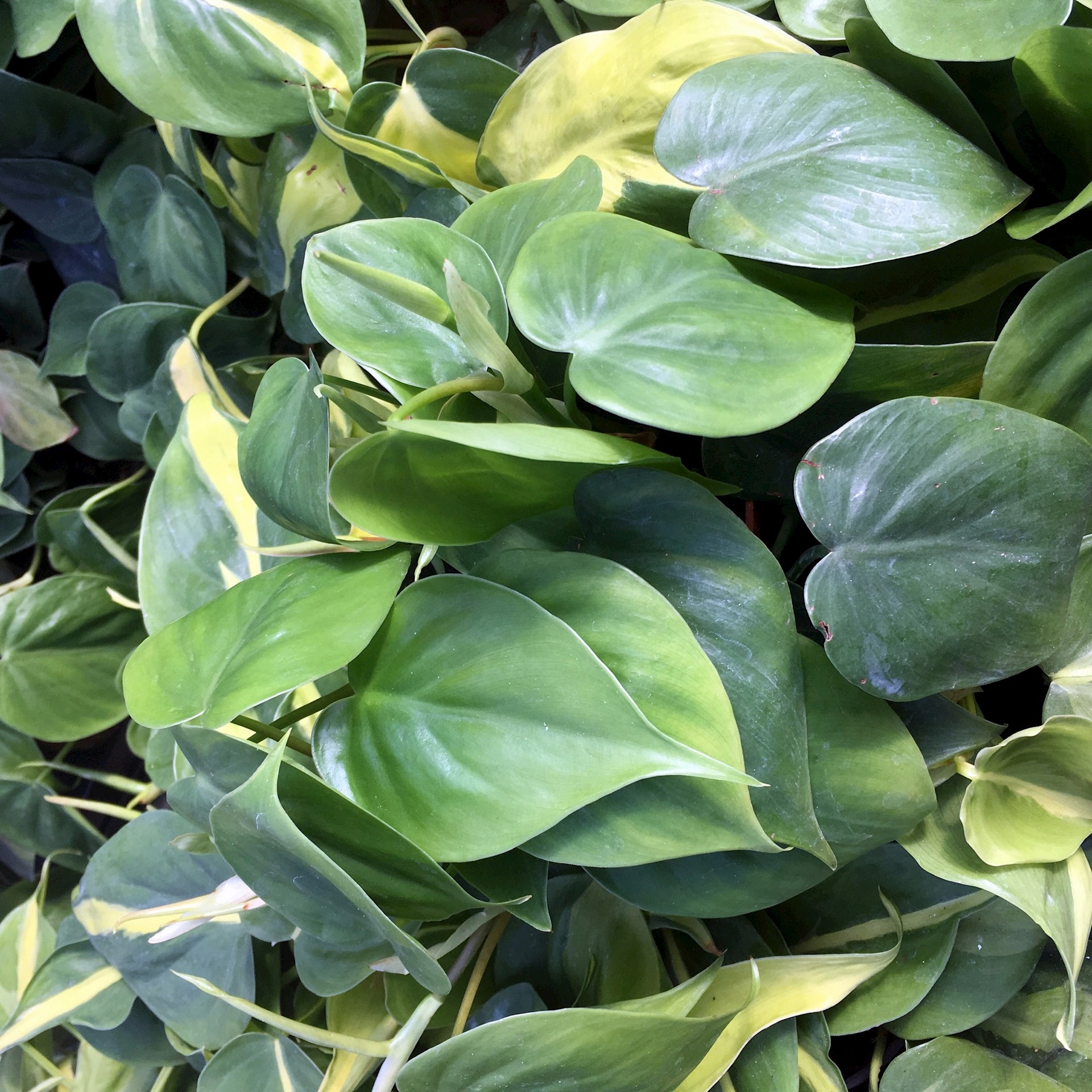 Focus on Flora: Heartleaf Philodendron