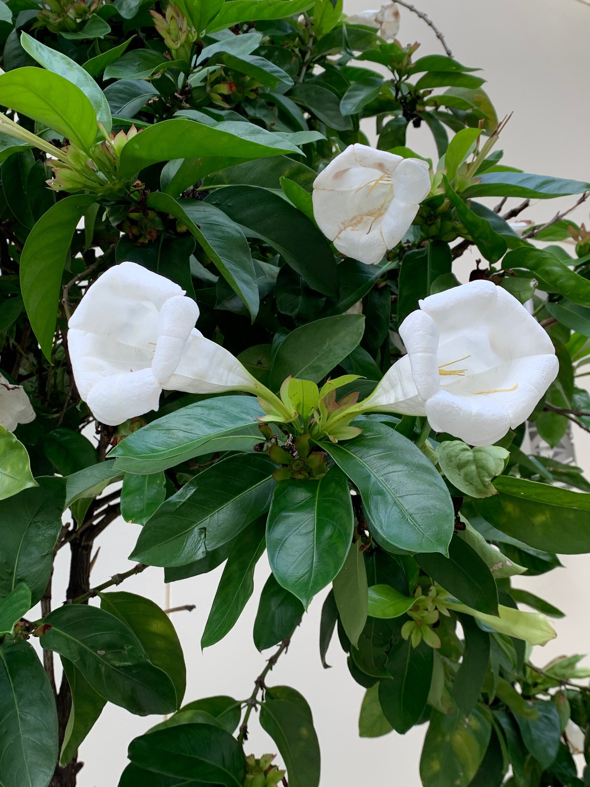 White trumpet-shaped flower on the bell flower tree