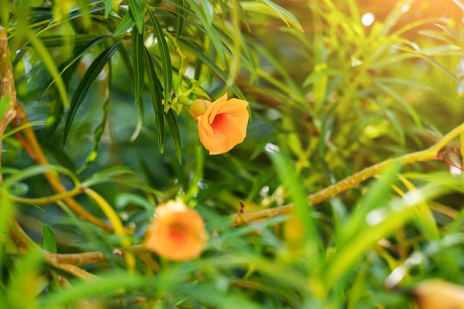 Focus on Flora: Lucky Nut tree