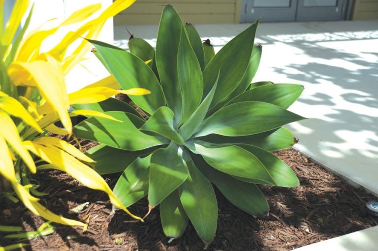 Focus on flora in the Cayman Islands: Foxtail agave