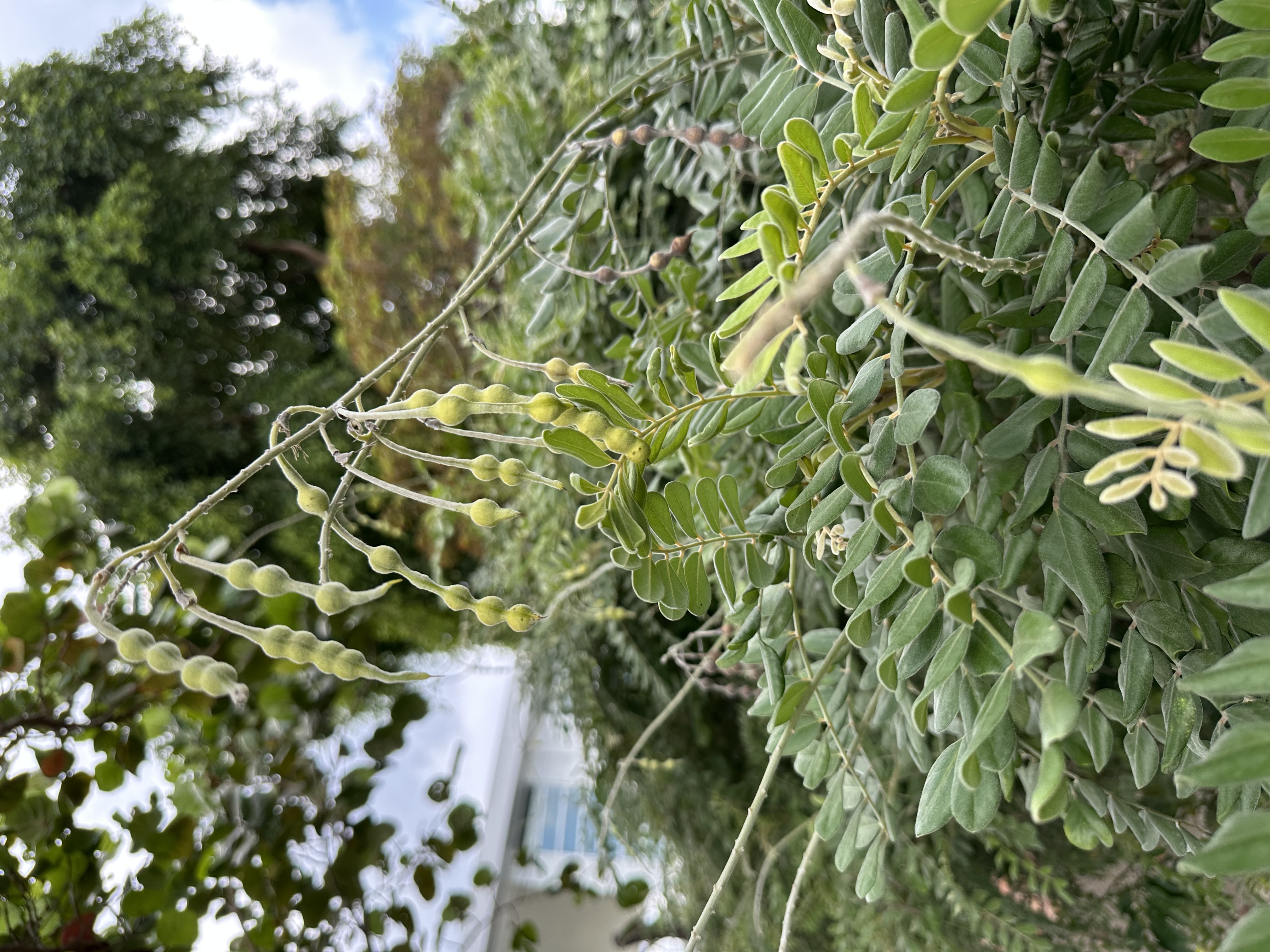 S. tomentosa var. littoralis plant