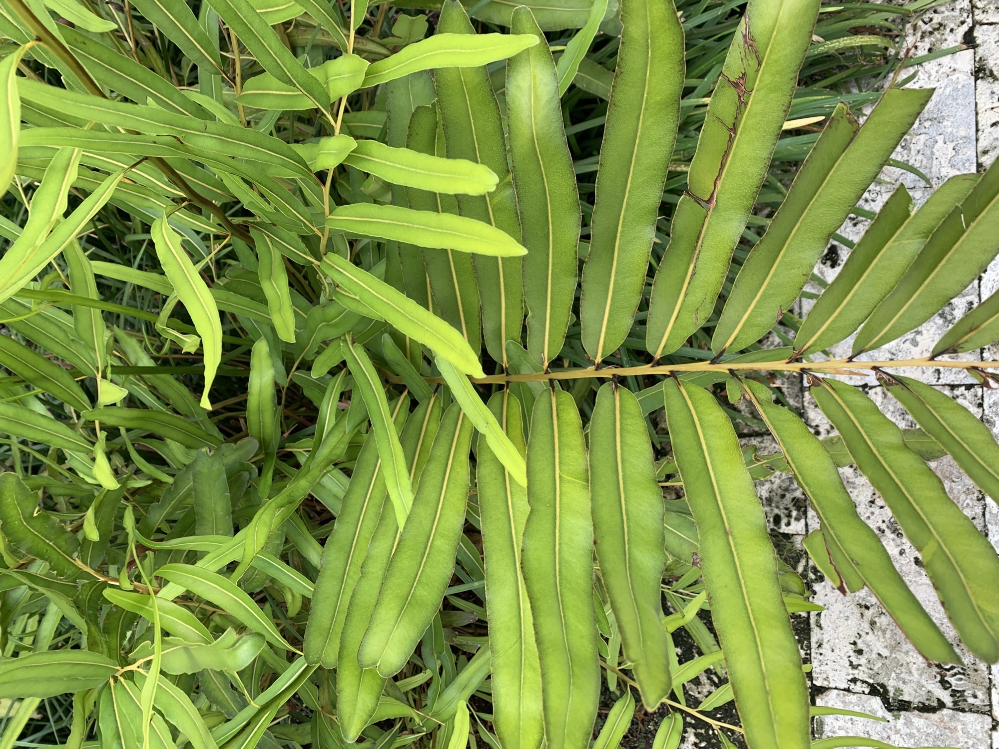 Focus on Flora: Mangrove Fern