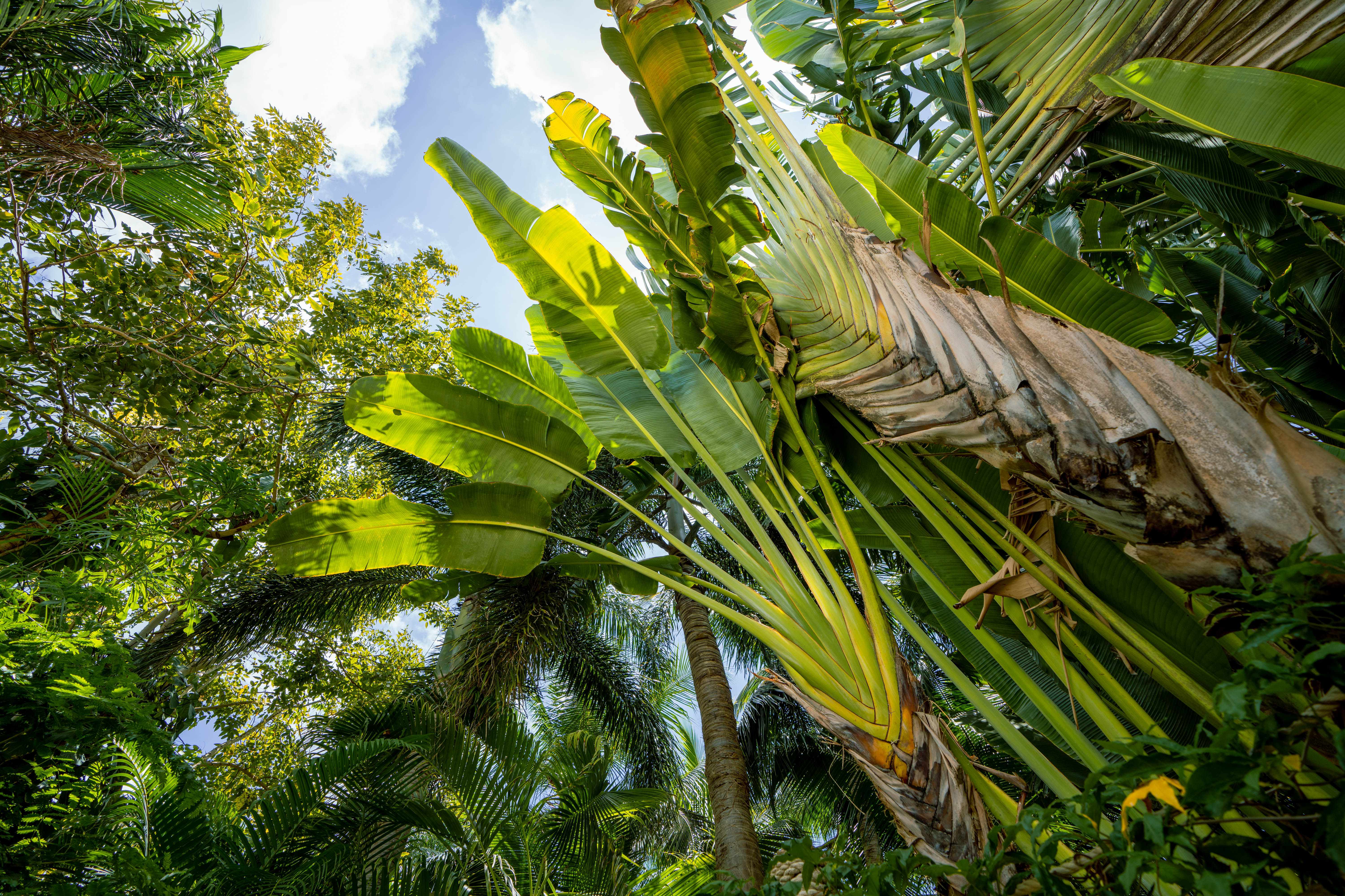 Horticulture and hurricane season: Preparing gardens in Grand Cayman