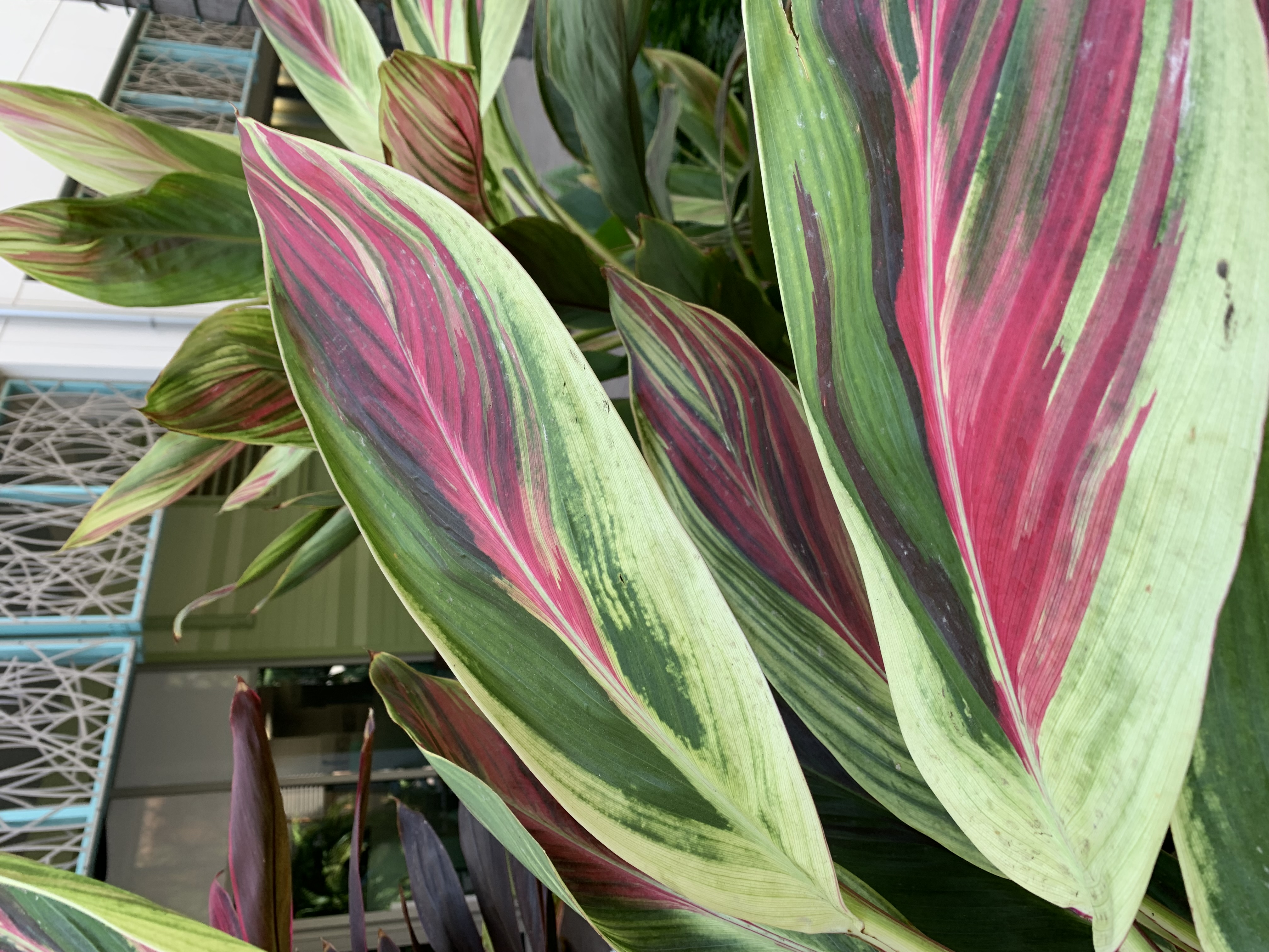 Long green and purple leaves