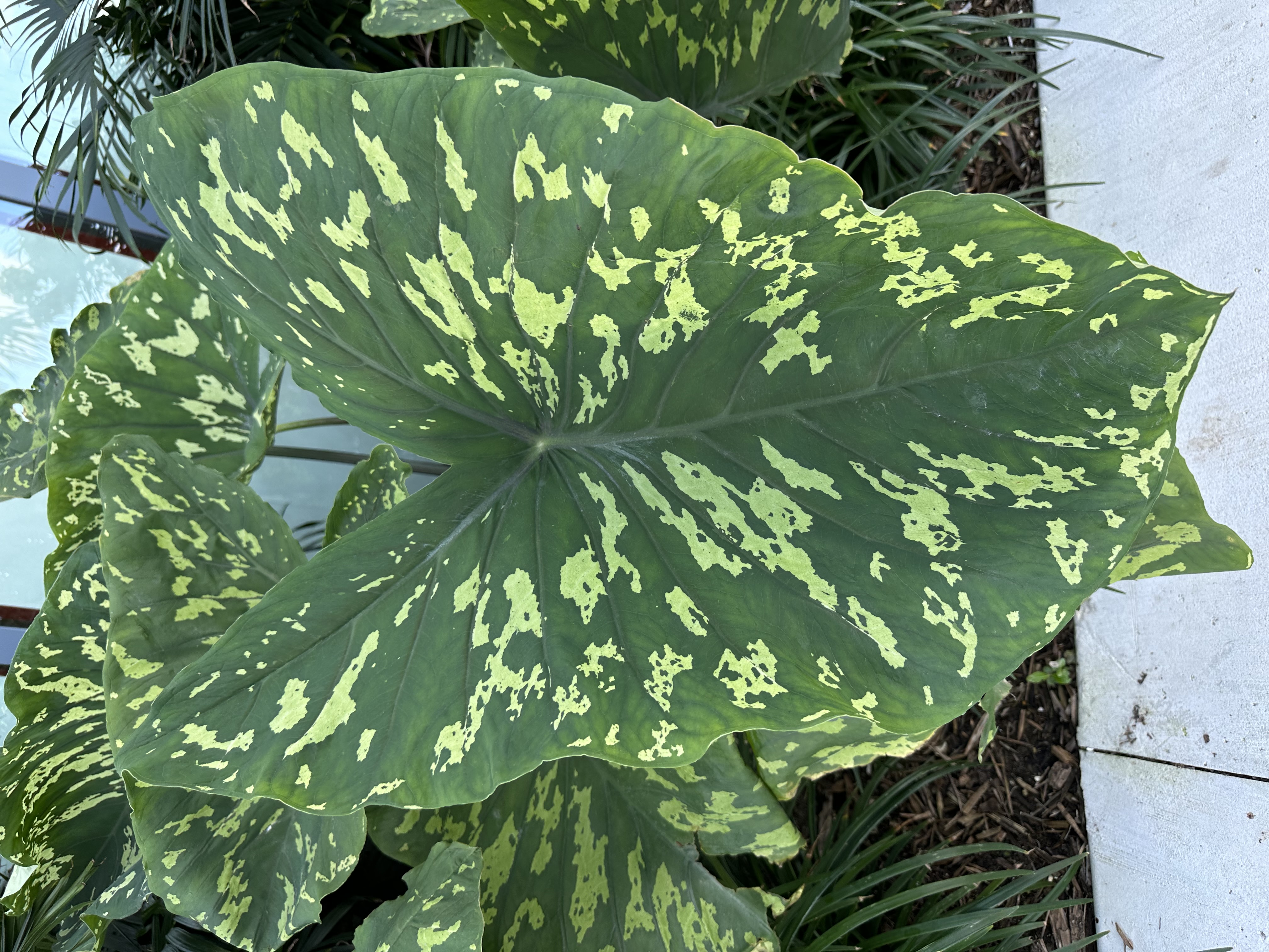 Hilo Beauty Elephant Ear 