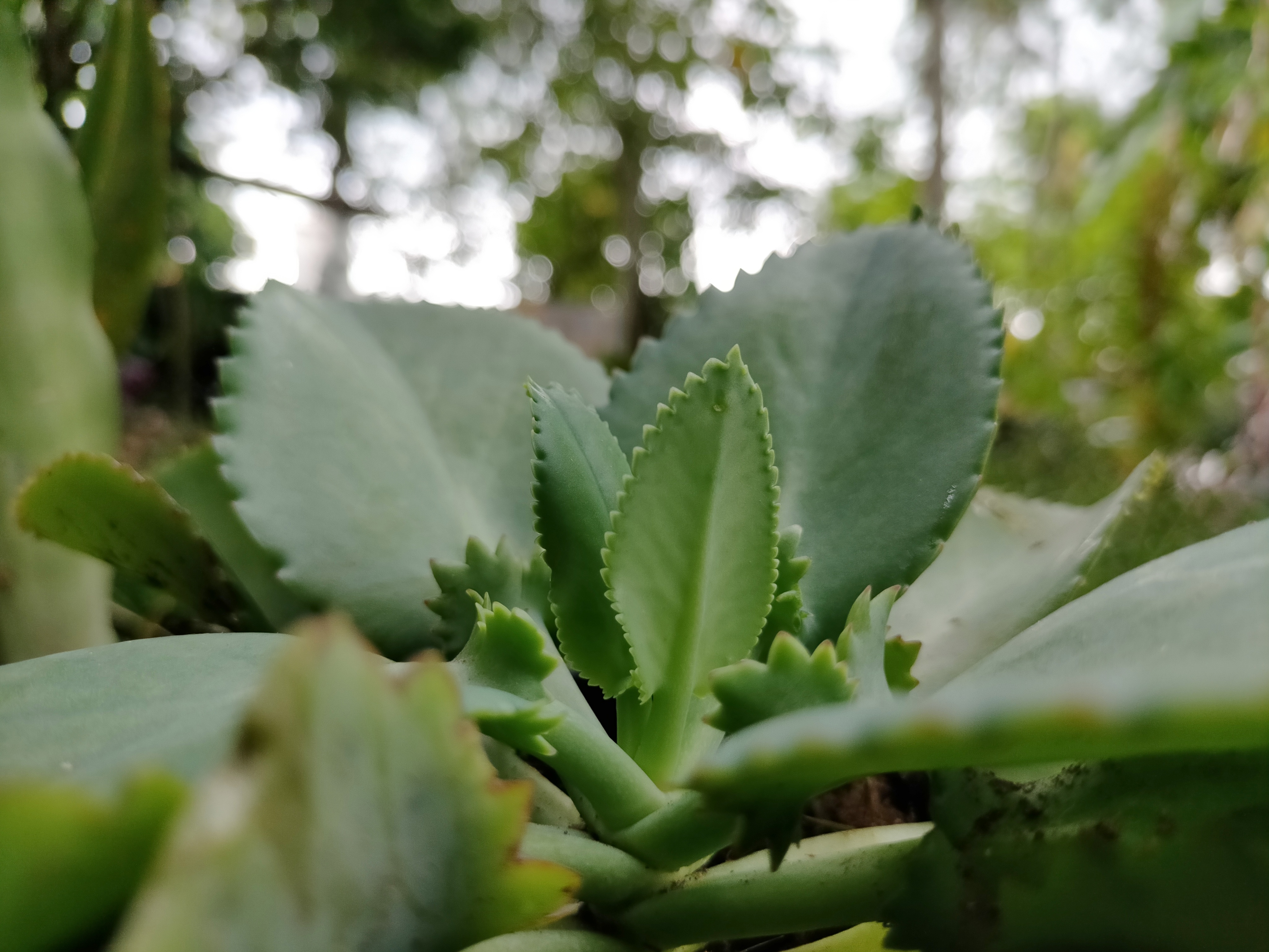 Close up of succulent 