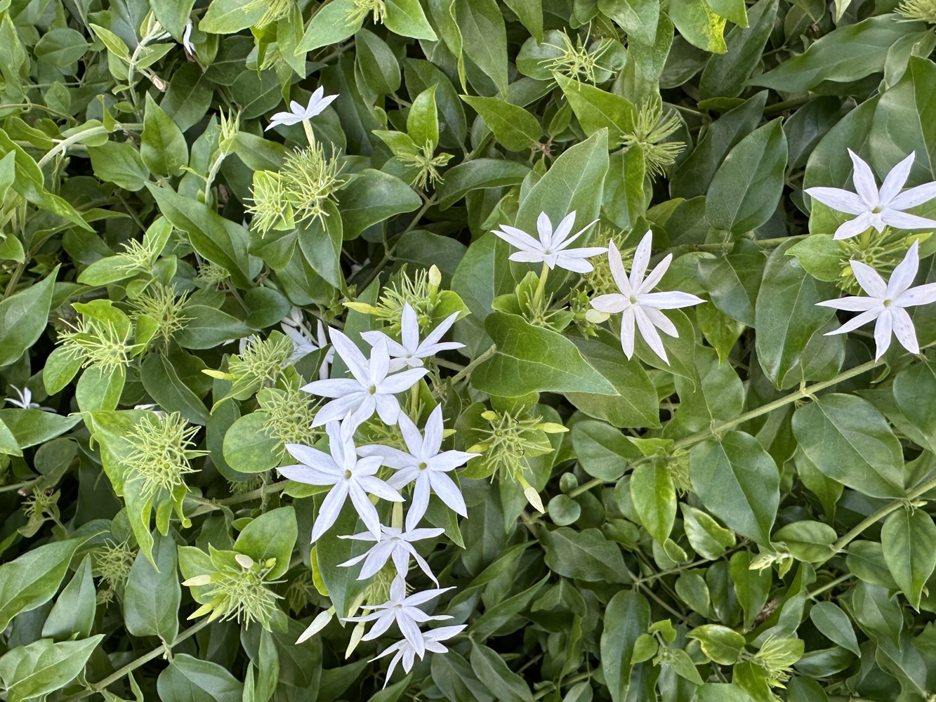 Focus of Flora: Star Jasmine shines bright | Camana Bay