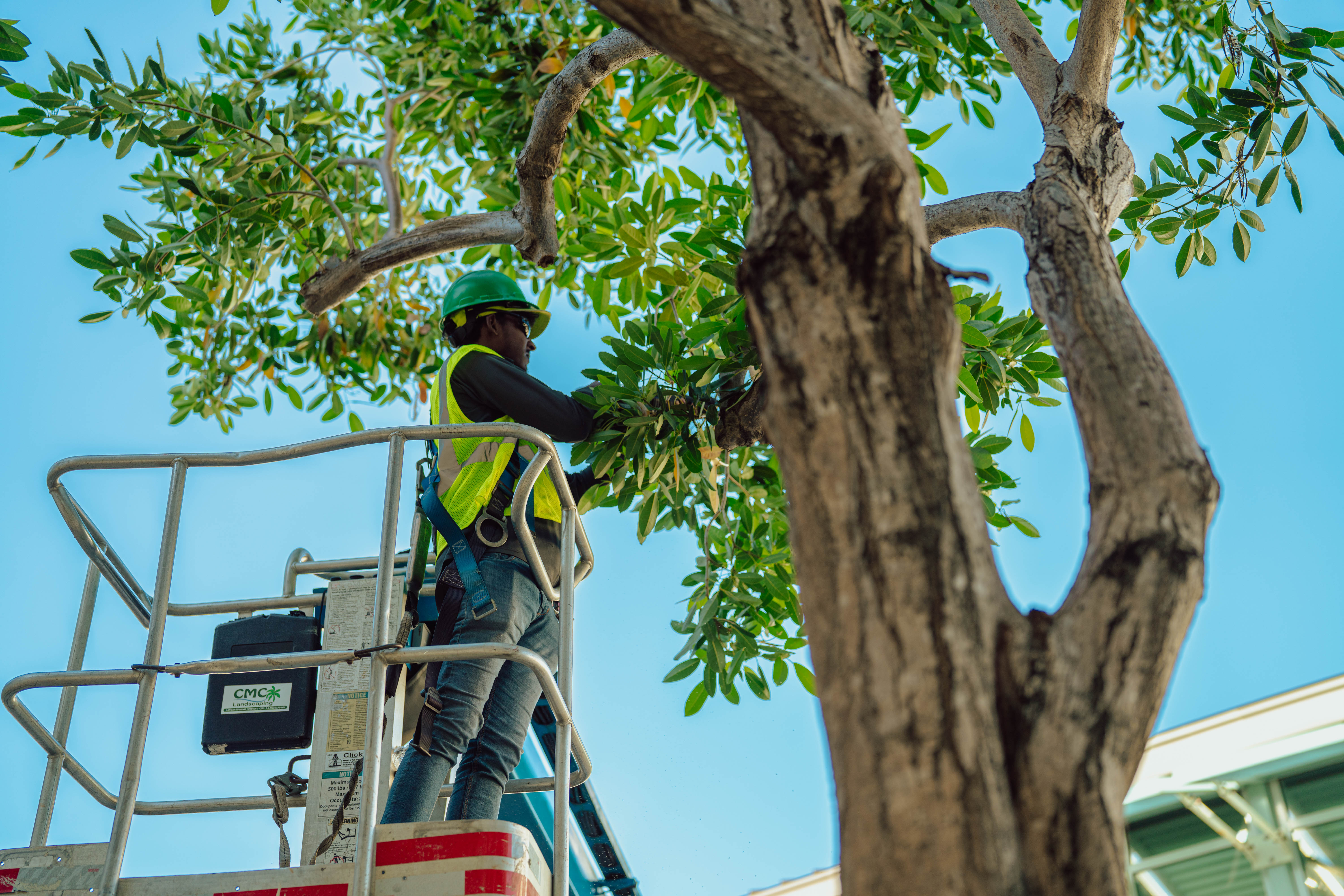Hurricane pruning in the Caribbean: A vital practice for Camana Bay