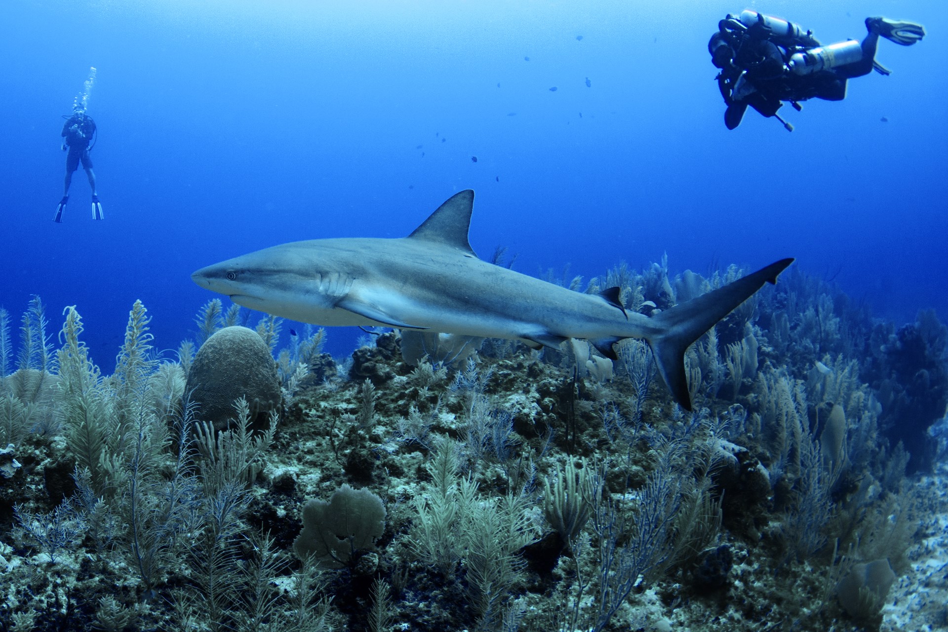 Look east to find your next diving adventure