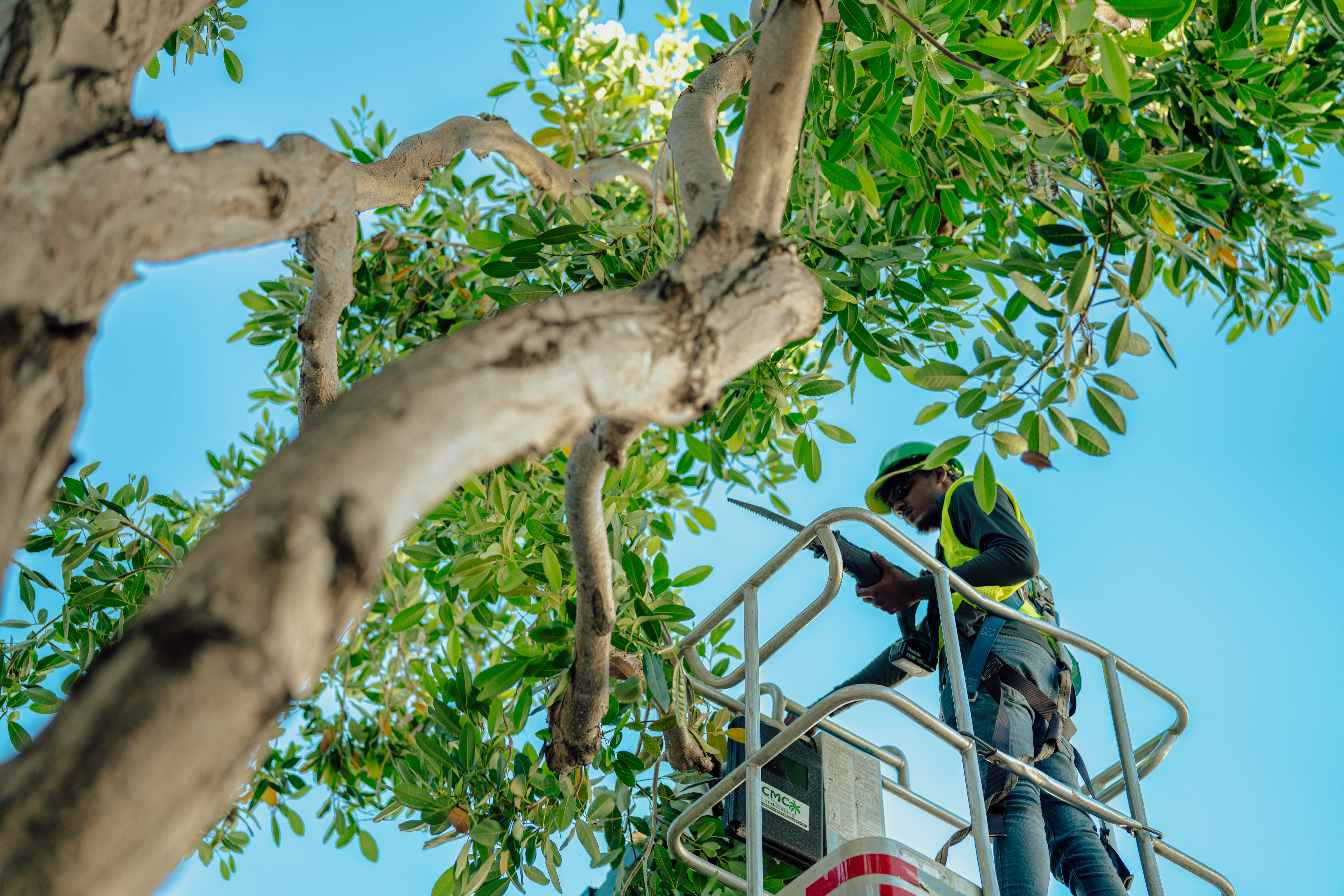 Hurricane pruning in the Caribbean
